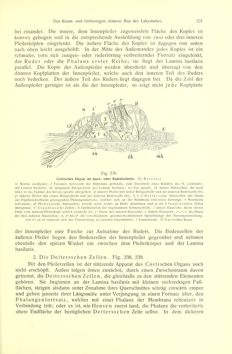 bei einander. Die innere, dem Innenpfeiler zugewendete Fläclie des Kopfes ist l<onvex gebogen und in die entsprechende Aushölilung von zwei oder drei inneren Pfeilerköpfen eingelenkt. Die äußere Fläche des Kopfes ist dagegen von unten nach oben leicht ausgehöhlt. In der Mitte des Außenrandes jedes Kopfes ist ein schmaler, vorn sich zungen- oder ruderförmig verbreiternder Fortsatz eingelenkt, das Ruder oder die Phalanx erster Reihe; sie liegt der Lamina basilaris parallel. Die Köpfe der Außenpfeiler werden überdeckt und überragt von den dünnen Kopfplatten der Innenpfeiler, welche auch den inneren Teil des Ruders noch bedecken. Der äußere Teil des Ruders liegt dagegen frei. Da die Zahl der Außenpfeiler geringer ist als die der Innenpfeiler, so zeigt nicht jede Kopfplatte Fig. 238. Cortisches Org'an im Quer- oder Radialschnitt. (G. Retzitis.) rc Ramus cochlearis; / Foramen nervosum der Habenula perforata, zum Durchtritt eines Bündels des N. cochlearis; mb Lamina basilaris; tb tyinpanale Belegschiciit der Lamina basilaris; vs Vas spirale; iS innere Stützzellen, die nacti linlcs in das Epithel des Suicus spiralis übergehen ; p innerer Pfeiler mit seiner Belegschicht und der inneren Bodenzelle (b); p' äußerer Pfeiler mit seiner Belegschicht und der äußeren Bodenzelle (b'); 1, 2, 3 Deiterssche Stützzellen mit ihrem zur Papillenoberfläche gelangenden Phalangenfortsatz, welcher sich an der Membrana reticularis befestigt; r Membrana reticularis; H H e n s e n sehe Stützzellen, welche nach rechts an Höhe abnehmen und in die Claudiusschen Zellen übergehen; C C 1 a u d i u s sehe Zellen; k Epithelzellen der sogenannten Körnerschicht; / innere Haarzelle, deren oberes Ende vom inneren Pfeilerkopf seitlich verdeckt ist; i' Haare der inneren Haarzelle; e äußere Haarzelle; e', e', e' die Haare der drei äußeren Haarzellen; n, n'bis/z'' die verschiedenen querdurchschnittenen Spiralstränge der Nervenausbreitung; von «1 zu n- erstreckt sich der Tunnelstrang als radiales Faserbündel; t Tunnelraum; TV N u e 1 scher Raum. der Innenpfeiler eine Furche zur Aufnahme des Ruders. Die Bodenzellen der äußeren Pfeiler liegen den Bodenzellen der Innenpfeiler gegenüber und nehmen ebenfalls den spitzen Winkel ein zwischen dem Pfeilerkörper und der Lamina basilaris. 2. Die Deitersschen Zellen. Fig. 238, 239. Mit den Pfeilerzellen ist der stützende Apparat des Corti sehen Organs noch nicht erschöpft. Außen folgen ihnen zunächst, durch einen Zwischenraum davon getrennt, die Deitersschen Zellen, die gleichfalls zu den stützenden Elementen gehören. Sie beginnen an der Lamina basilaris mit kleinen sechseckigen Fuß- flächen, steigen alsdann unter Zunahme ihres Querschnittes schräg einwärts empor und gehen jenseits ihrer Längsmitte unter Verjüngung in einen Fortsatz über, den Phalangenfortsatz, welcher mit einer Phalanx der Membrana reticularis in Verbindung tritt; oder es ist, wie Hensen zuerst fand, die Phalanx die verbreiterte obere Endfläche der bezüglichen Deitersschen Zelle selbst. In dem dickeren