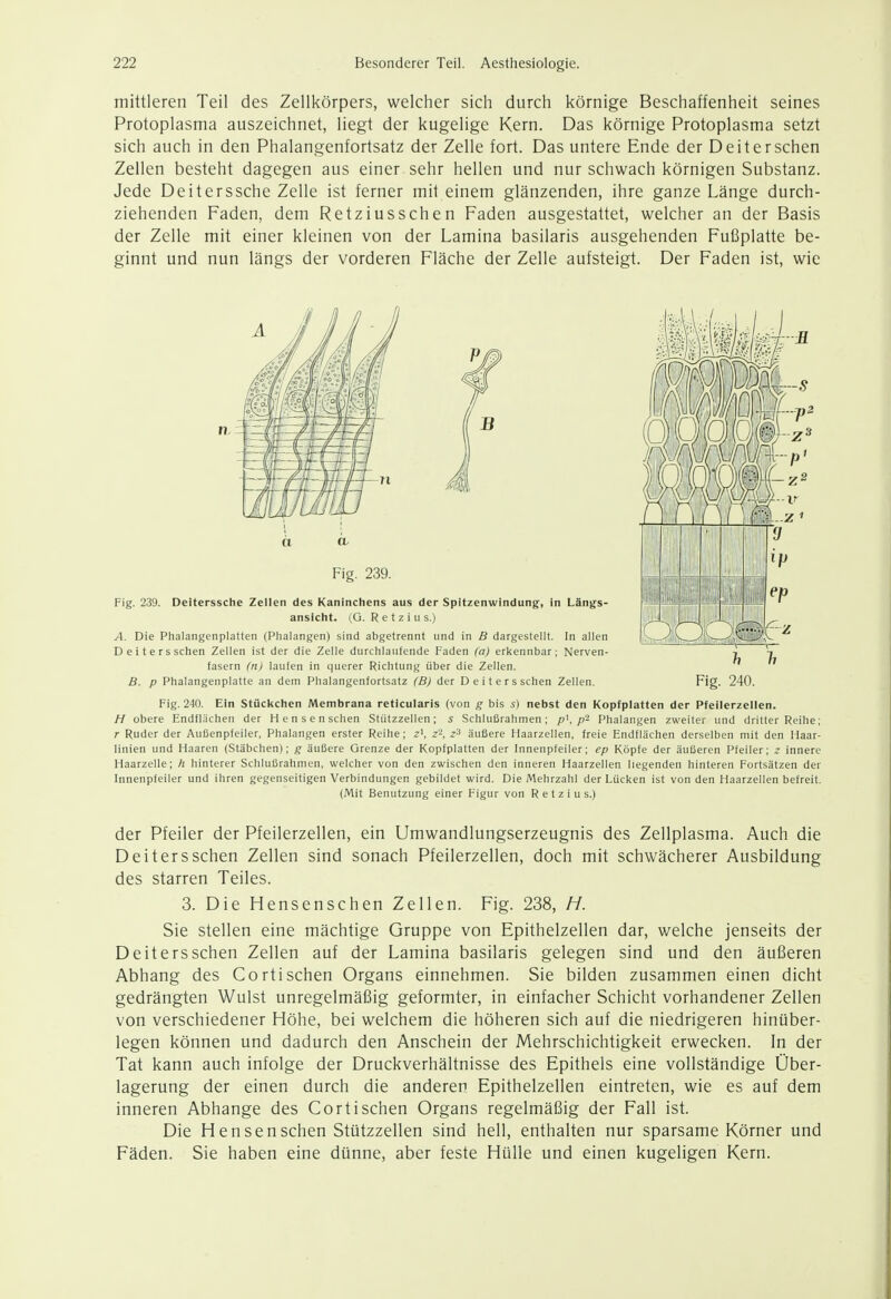mittleren Teil des Zellkörpers, welcher sich durch körnige Beschaffenheit seines Protoplasma auszeichnet, liegt der kugelige Kern. Das körnige Protoplasma setzt sich auch in den Phalangenfortsatz der Zelle fort. Das untere Ende der Deiterschen Zellen besteht dagegen aus einer sehr hellen und nur schwach körnigen Substanz. Jede Deiterssche Zelle ist ferner mit einem glänzenden, ihre ganze Länge durch- ziehenden Faden, dem Retziusschen Faden ausgestattet, welcher an der Basis der Zelle mit einer kleinen von der Lamina basilaris ausgehenden Fußplatte be- ginnt und nun längs der vorderen Fläche der Zelle aufsteigt. Der Faden ist, wie Deiters sehen Zellen ist der die Zelle durchlaufende Faden (a) erkennbar; Nerven- i fasern (n) laufen in querer Richtung über die Zellen. B. p Phalangenplatte an dem Phalangenfortsatz (B) der Deitersschen Zellen. Fig. 240. Fig. 240. Ein Stückchen Membrana reticularis (von g bis s) nebst den Kopfplatten der Pfeilerzellen. H obere Endflächen der Hen senschen Stützzellen; s Schlußrahmen; p\ p- Phalangen zweiter und dritter Reihe; r Ruder der Außenpfeiler, Phalangen erster Reihe; z', z-, z'^ äußere Haarzellen, freie Endflächen derselben mit den Haar- linien und Haaren (Stäbchen); g äußere Grenze der Kopfplatten der Innenpfeiler; ep Köpfe der äußeren Pfeiler; z innere Haarzelle; h hinterer Schlußrahmen, welcher von den zwischen den inneren Haarzellen liegenden hinteren Fortsätzen der Innenpfeiler und ihren gegenseitigen Verbindungen gebildet wird. Die Mehrzahl der Lücken ist von den Haarzellen befreit. (Mit Benutzung einer Figur von R e t z i u s.) der Pfeiler der Pfeilerzellen, ein Umwandlungserzeugnis des Zellplasma. Auch die Deitersschen Zellen sind sonach Pfeilerzellen, doch mit schwächerer Ausbildung des starren Teiles. 3. Die Hensenschen Zellen. Fig. 238, H. Sie stellen eine mächtige Gruppe von Epithelzellen dar, welche jenseits der Deitersschen Zellen auf der Lamina basilaris gelegen sind und den äußeren Abhang des Cortischen Organs einnehmen. Sie bilden zusammen einen dicht gedrängten Wulst unregelmäßig geformter, in einfacher Schicht vorhandener Zellen von verschiedener Höhe, bei welchem die höheren sich auf die niedrigeren hinüber- legen können und dadurch den Anschein der Mehrschichtigkeit erwecken. In der Tat kann auch infolge der Druckverhältnisse des Epithels eine vollständige Über- lagerung der einen durch die anderen Epithelzellen eintreten, wie es auf dem inneren Abhänge des Gortisehen Organs regelmäßig der Fall ist. Die Hensenschen Stützzellen sind hell, enthalten nur sparsame Körner und Fäden. Sie haben eine dünne, aber feste Hülle und einen kugeligen Kern.