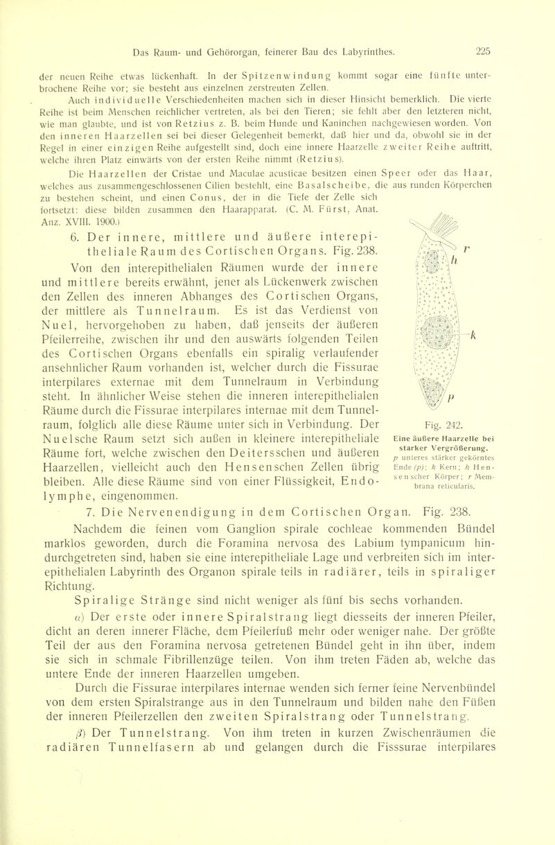 der neuen Reihe etwas Hickenhaft. hi der Spi tze n w i nd un g i<ommt sogar eine fünfte unter- brochene Reihe vor; sie besteht aus einzelnen zerstreuten Zellen. Auch individuelle Verschiedenheiten machen sich in dieser Hinsicht bemerklich. Die vierte Reihe ist beim Menschen reichlicher vertreten, als bei den Tieren; sie fehlt aber den letzteren nicht, wie man glaubte, und ist von Retzius z. B. beim Hunde und Kaninchen nachgewiesen worden. Von den inneren Haarzellen sei bei dieser Gelegenheit bemerkt, daß hier und da, obwohl sie in der Regel in einer einzigen Reihe aufgestellt sind, doch eine innere Haarzelle zweiter Reihe auftritt, welche ihren Platz einwärts von der ersten Reihe nimmt (Retzius). Die Haarzellen der Cristae und Maculae acusticae besitzen einen Speer oder das Haar, welches aus zusammengeschlossenen Cilien bestehlt, eine Basalscheibe, die aus runden Körperchen zu bestehen scheint, und einen Conus, der in die Tiefe der Zelle sich fortsetzt: diese bilden zusammen den Haarapparat. (C. M. Fürst, Anat. Anz. XVIII. 1900.) 6. Der innere, mittlere und äußere interepi- theliale Raum des Cortischen Organs. Fig. 238. Von den interepithelialen Räumen wurde der innere und mittlere bereits erwähnt, jener als Lückenwerk zwischen den Zellen des inneren Abhanges des Cortischen Organs, der mittlere als Tunnel räum. Es ist das Verdienst von Nuel, hervorgehoben zu haben, daß jenseits der äußeren Pfeilerreihe, zwischen ihr und den auswärts folgenden Teilen des Cortischen Organs ebenfalls ein spiralig verlaufender ansehnlicher Raum vorhanden ist, welcher durch die Fissurae interpilares externae mit dem Tunnelraum in Verbindung steht. In ähnlicher Weise stehen die inneren interepithelialen Räume durch die Fissurae interpilares internae mit dem Tunnel- raum, folglich alle diese Räume unter sich in Verbindung. Der Nuelsche Raum setzt sich außen in kleinere interepitheliale Räume fort, welche zwischen den Deitersschen und äußeren Haarzellen, vielleicht auch den Hensenschen Zellen übrig bleiben. Alle diese Räume sind von einer Flüssigkeit, Endo- lymphe, eingenommen. 7. Die Nervenendigung in dem Cortischen Organ. Fig. 238. Nachdem die feinen vom Ganglion spirale Cochleae kommenden Bündel marklos geworden, durch die Foramina nervosa des Labium tympanicum hin- durchgetreten sind, haben sie eine interepitheliale Lage und verbreiten sich im inter- epithelialen Labyrinth des Organon spirale teils in radiärer, teils in spiraliger Richtung. Spiralige Stränge sind nicht weniger als fünf bis sechs vorhanden. a) Der erste oder innere Spiralstrang liegt diesseits der inneren Pfeiler, dicht an deren innerer Fläche, dem Pfeilerfuß mehr oder weniger nahe. Der größte Teil der aus den Foramina nervosa getretenen Bündel geht in ihn über, indem sie sich in schmale Fibrillenzüge teilen. Von ihm treten Fäden ab, welche das untere Ende der inneren Haarzellen umgeben. Durch die Fissurae interpilares internae wenden sich ferner feine Nervenbündel von dem ersten Spiralstrange aus in den Tunnelraum und bilden nahe den Füßen der inneren Pfeilerzellen den zweiten Spiralstrang oder Tunnelstrang. ß) Der Tunnelstrang. Von ihm treten in kurzen Zwischenräumen die radiären Tunnelfasern ab und gelangen durch die Fisssurae interpilares Fig. 242. Eine äußere Haarzelle bei starker Vergrößerutijr. p unleres stiirker gekörntes Ende(p); k Kern; /; Men- sen scher Körper; r Mem- brana reticularis.