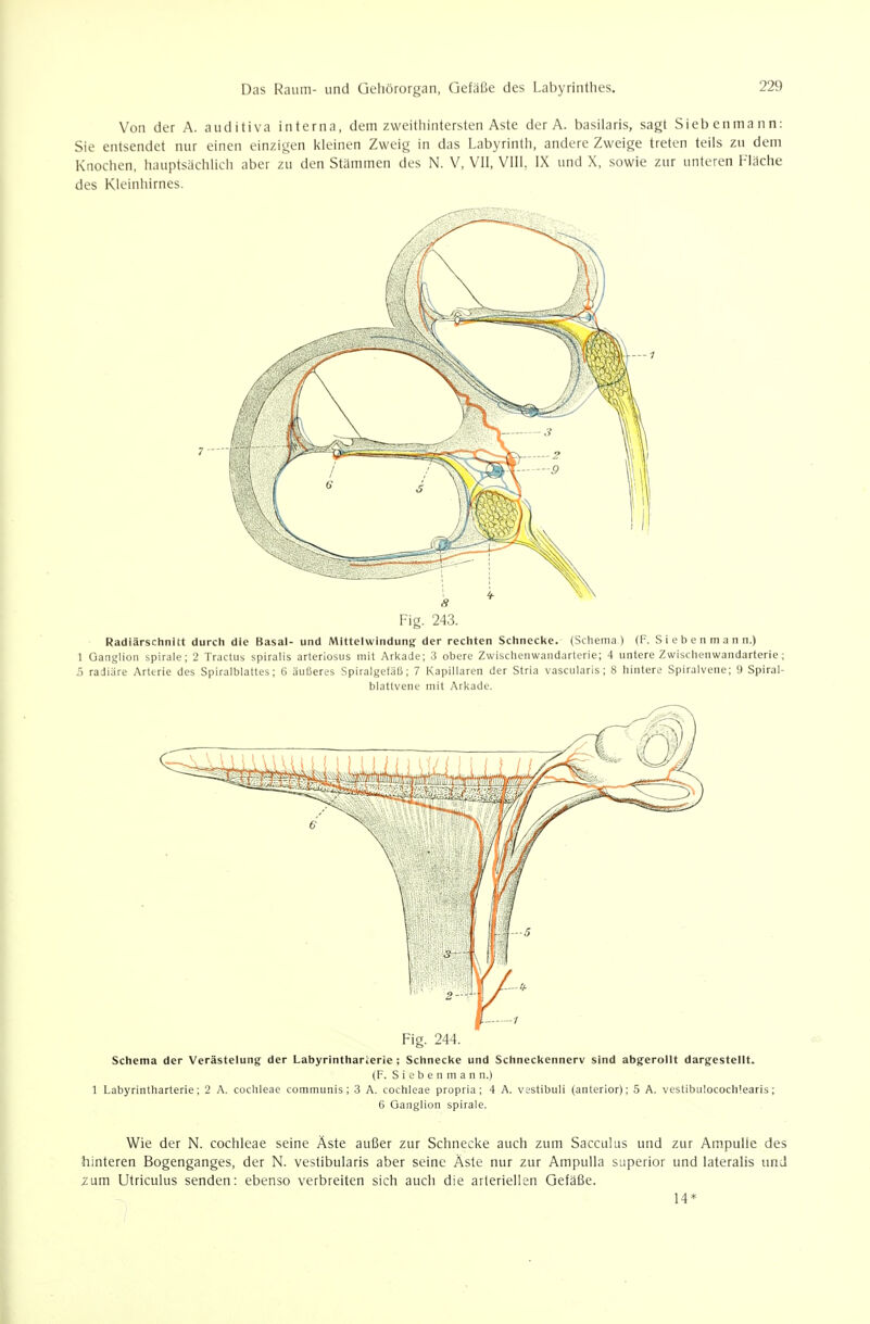 Von der A. auditiva interna, dem zweithintersten Aste der A. basilaris, sagt Siebenmann: Sie entsendet nur einen einzigen i<leinen Zweig in das Labyrinth, andere Zweige treten teils zu dem Knochen, hauptsächUch aber zu den Stämmen des N. V, VII, VIII, IX und X, sowie zur unteren Fläche des Kleinhirnes. 7- Fig. 243. Radiärschnitt durch die Basal- und Mittelwindung der rechten Schnecke. (Schema) (F. S i e b e n m a n n.) 1 Ganglion spirale; 2 Tractus spiralis arterlosus mit Arkade; 3 obere Zwischenwandarterie; 4 untere Zwischenwandarterie; 5 radiäre Arterie des Spiralblattes; 6 äußeres Spiralgefäß; 7 Kapillaren der Stria vascularis; 8 hintere Spiralvene; 9 Spiral- blattvene mit Arkade. Fig. 244. Schema der Verästelung der Labyrintharierie ; Schnecke und Schneckennerv sind abgerollt dargestellt. (F. S i 0 b e n m a n n.) 1 Labyrintharterie; 2 A. Cochleae communis; 3 A. Cochleae propria; 4 A. vestibuli (anterior); 5 A. vestibulocochlearis; 6 Ganglion Spirale. Wie der N. Cochleae seine Äste außer zur Schnecke auch zum Sacculus und zur Ampulle des hinteren Bogenganges, der N. vestibularis aber seine Äste nur zur Ampulla superior und lateralis und zum Utriculus senden: ebenso verbreiten sich auch die arteriellen Gefäße. 14*