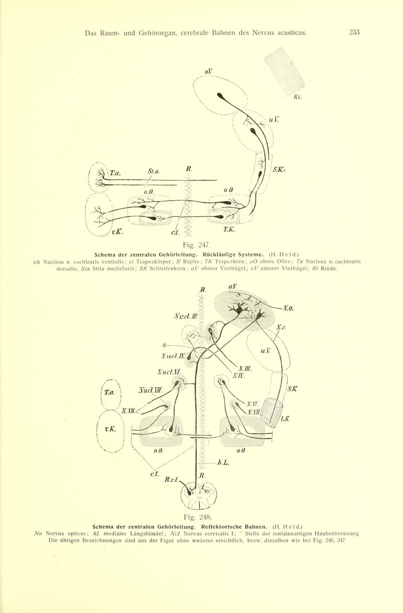 Fig. 247. Schema der zentralen Oehörleitung. Rückläufige Systeme. (H. Held) vh Nucleus n. cochlearis ventralis; c! Trapezkörper; /? Raphe; TK Trapezkern; oO obere Olive; Ta Nucleus n. cochlearis dorsalis; Sta Stria medullaris; SK Schleifenkern; oV oberer Vierhügel; uV unterer Vierhügel; Ri Rinde. Schema der zentralen Gehörleitung. Reflektorische Bahnen. (H. Held.) No Nervus opticus; hL mediales Längsbündel; Nc/ Nervus cervicalis I; ' Stelle der iontaineartigen Haubenkreuzung. Die übrigen Bezeichnungen sind aus der Figur ohne weiteres ersichtlich, bezw. dieselben wie bei Fig. 246, 247.