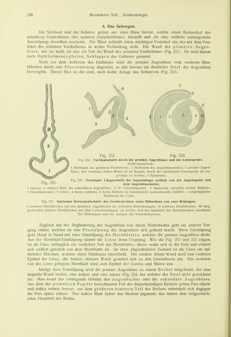 4. Das Sehorgan. Die Netzhaut und der Sehnerv gehen aus einer Blase hervor, welche einen Bestandteil des primitiven Vorderhirnes (des späteren Zwischenhirnesi darstellt und als eine seitliche umfangreiche Ausstülpung desselben erscheint. Die Blase schließt einen mächtigen Ventrikel ein, der mit dem Ven- trikel des primären Vorderhirnes in weiter Verbindung steht. Die Wand der primären Augen- blase, wie sie heißt, ist also ein Teil der Wand des primären Vorderhirnes (Fig. 251). Sie wird darum auch Ophthalmencephalon, Sehlappen des Gehirnes genannt. Noch vor dem Auftreten des Endhirnes wird die primäre Augenblase vom vorderen Hirn- bläschen durch eine Einschnürung abgesetzt, so daß hieraus ein deutlicher Stiel der Augenblase hervorgeht. Dieser Stiel ist die erste, noch hohle Anlage des Sehnerven (Fig. 252). Fig. 252. Fig. 253. Fig. 2,52. Vertikalschnitt durcli die primäre Augenblase und die Linsengrube. (Halbschematisch.) 1 Holilraum des primären Vorderhirns; 2 Hohlraum des Augenblasenstiels; 3 primäre Augen- blase; ihre verdicl<te äußere Wand (4) im Beginn, durch die entstehende Linsengrube (5) ein- gestülpt zu werden; 6 Epidermis. Fig. 253. Vertikaler Längsschnitt der Augenanlage seitlich von der Augenspalte und dem Augenblasenstiel. 1 inneres, 2 äußeres Blatt der sekundären Augenblase; 3 ihr Umschlagsrand; 4 Spaltraum zwischen beiden Blättern; 5 Glaskörperraum; 6 Linse; a deren vorderes, b deren hinteres in Linsenfasern auswachsendes Epithel; c ursprünglicher Hohlraum der Linse. Fig. 251. Optischer Horizontalschnitt des Cerebralrohres eines Hühnchens von zwei Brüttagen. I vorderes Hirnbläschen mit den primären Augenblasen als seitlichen Erweiterungen; II mittleres Hirnbläschen; III lang- gestrecktes hinteres Hirnbläschen mit fünf Unterabteilungen, an welche sich der Spinalteil des Medullarrohres anschließt. Die Höhlungen sind die Anlagen des Ventrikelsystems. Zugleich mit der Abgliederung der Augenblase von ihrem Mutterboden geht ein anderer Vor- gang einher, welcher als eine Einstülpung der Augenblase sich geltend macht. Diese Einstülpung geht Hand in Hand mit einer Einstülpung des Hornblattes, welches die primäre Augenblase deckt. Aus der Hornblatt-Einstülpung nimmt die Linse ihren Ursprung. Wie die Fig 252 und 253 zeigen, ist die Linse anfänglich ein verdickter Teil des Hornblattes; dieser senkt sich in die Tiefe und schnürt sich endlich gänzlich von dem Hornblatte ab. Im eben abgeschnürten Zustand ist die Linse ein epi- theliales Bläschen, welches einen Hohlraum einschließt. Die vordere dünne Wand wird zum vorderen Epithel der Linse; die hintere stärkere Wand gestaltet sich zu den Linsenfasern um. Das auswärts von der Linse gelegene Hornblatt wird zum Epithel der Cornea und Sklera usw. Infolge ihrer Einstülpung wird die primäre Augenblase zu einem Becher umgeformt, der eine doppelte Wand besitzt, eine äußere und eine innere (Fig. 253, bei welcher der Stiel nicht gezeichnet ist). Man nennt das vorliegende Gebilde den Augenbecher oder die sekundäre Augenblase. Aus dem der primitiven Pupille benachbarten Teil des doppelwandigen Bechers gehen Pars ciliaris und iridica retinae hervor; aus dem größeren hinteren Teil des Bechers entwickelt sich dagegen die Pars optica retinae. Das äußere Blatt liefert das Stratum pigmenti, das innere den vielgeschich- teten Hauptteil der Retina.