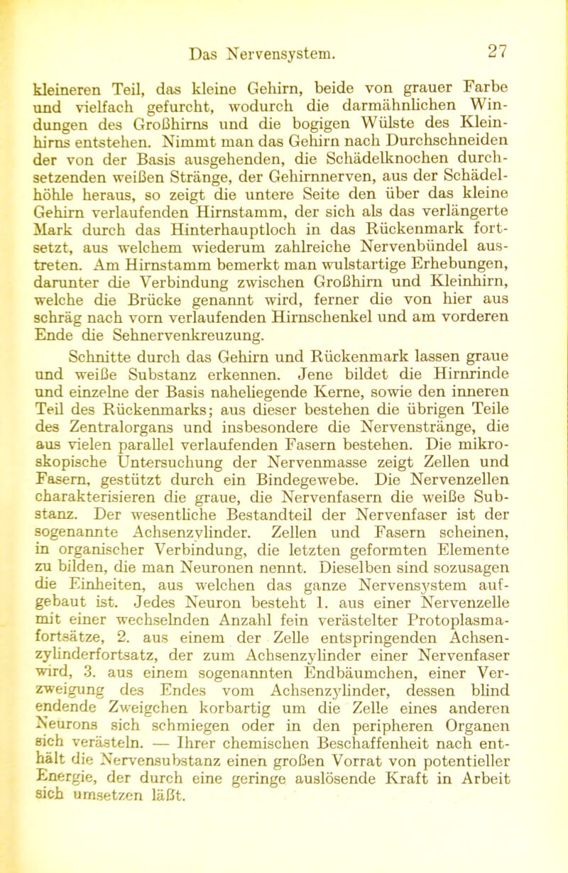 kleineren Teil, das kleine Gehirn, beide von grauer Farbe und vielfach gefurcht, wodurch die darmähnlichen Win- dungen des Großhirns und die bogigen Wülste des Klein- hirns entstehen. Nimmt man das Gehirn nach Durchschneiden der von der Basis ausgehenden, die Schädelknochen durch- setzenden weißen Stränge, der Gehirnnerven, aus der Schädel- höhle heraus, so zeigt die untere Seite den über das kleine Gehirn verlaufenden Hirnstamm, der sich als das verlängerte Mark durch das Hinterhauptloch in das Rückenmark fort- setzt, aus welchem wiederum zahlreiche Nervenbündel aus- treten. Am Hirnstamm bemerkt man wulstartige Erhebungen, darunter die Verbindung zwischen Großhirn und Kleinhirn, welche die Brücke genannt wird, ferner die von hier aus schräg nach vorn verlaufenden Hirnschenkel und am vorderen Ende die Sehnervenkreuzung. Schnitte durch das Gehirn und Rückenmark lassen graue und weiße Substanz erkennen. Jene bildet die Hirnrinde und einzelne der Basis naheliegende Kerne, sowie den inneren Teil des Rückenmarks; aus dieser bestehen die übrigen Teile des Zentralorgans und insbesondere die Nervenstränge, die aus vielen parallel verlaufenden Fasern bestehen. Die mikro- skopische Untersuchung der Nervenmasse zeigt Zellen und Fasern, gestützt durch ein Bindegewebe. Die Nervenzellen charakterisieren die graue, die Nervenfasern die weiße Sub- stanz. Der wesentliche Bestandteil der Nervenfaser ist der sogenannte Achsenzylinder. Zellen und Fasern scheinen, in organischer Verbindung, die letzten geformten Elemente zu bilden, die man Neuronen nennt. Dieselben sind sozusagen die Einheiten, aus welchen das ganze Nervensj'stem auf- gebaut ist. Jedes Neuron besteht 1. aus einer Nervenzelle mit einer wechselnden Anzahl fein verästelter Protoplasma- fortsätze, 2. aus einem der Zelle entspringenden Achsen- zylinderfortsatz, der zum Achsenzylinder einer Nervenfaser wird, 3. aus einem sogenannten Endbäumchen, einer Ver- zweigung des Endes vom Achsenzylinder, dessen blind endende Zweigchen korbartig um die Zelle eines anderen Neurons sich schmiegen oder in den peripheren Organen sich verästeln. — Ihrer chemischen Beschaffenheit nach ent- hält die Nervensubstanz einen großen Vorrat von potentieller Energie, der durch eine geringe auslösende Kraft in Arbeit sich umsetzen läßt.