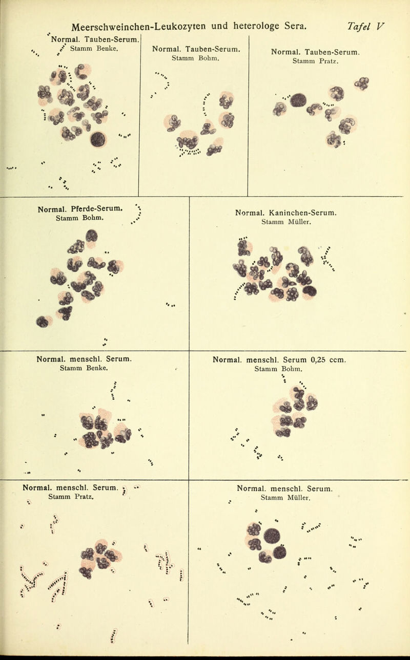 Normal. Tauben-Serum / Stamm Benke. Normal. Tauben-Serum. Stamm Böhm ,1 Normal. Tauben-Serum. Stamm Pratz. Normal. Pferde-Serum, Stamm Böhm. Normal. Kaninchen-Serum. Stamm Müller. Normal, menschl. Serum. Stamm Benke. Normal, menschl. Serum 0,25 ccm. Stamm Böhm. Normal, menschl. Serum. Stamm Pratz. Normal, menschl. Serum. Stamm Müller. i