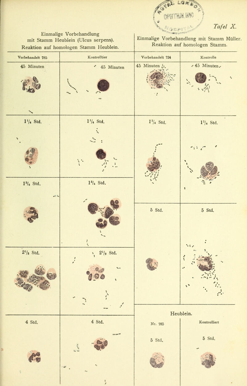 X. ..'■-y Tafel X. Einmalige Vorbehandlung mit Stamm Heubiein (Ulcus serpens). Reaktion auf homologen Stamm Heubiein. Einmalige Vorbehandlung mit Stamm Mülle Reaktion auf homologen Stamm. Vorbehandelt 785 Kontrolltier Vorbehandelt 724 Kontrolle 45 Minuten •* 45 Minuten 45 Minuten ..TW-.. 45 Minuten.. VU Std. PA Std. i'A Std. P/4 Std. f t »A . . .- • * Std. P/4 Std. '« ' t ■•■^ 5 Std. 5 Std. Oll Cf.i ^ Ii oCÜ. 4 6 2 ota. , / * •••• •.* •* ^ t «* . Heubiein. 4 Std. 4 Std. Nr. 785 Kontrolliert 4h5 / 5 Std. r 5 Std.