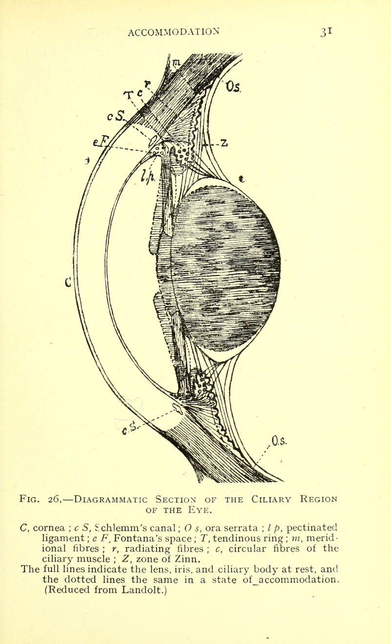 c Fig. 26.—Diagrammatic Section of the Ciliary Region OF THE Eye. C, cornea ; c S, Schlemm's canal; 0 s, era serrata ; / p, pectinated ligament; e F, Fontana's space; T, tendinous ring ; m. merid- ional fibres ; r, radiating fibres ; c, circular fibres of the ciliary muscle ; Z, zone of Zinn. The full lines indicate the lens, iris, and ciliary body at rest, and the dotted lines the same in a state of_accommodation. (Reduced from Landolt.)