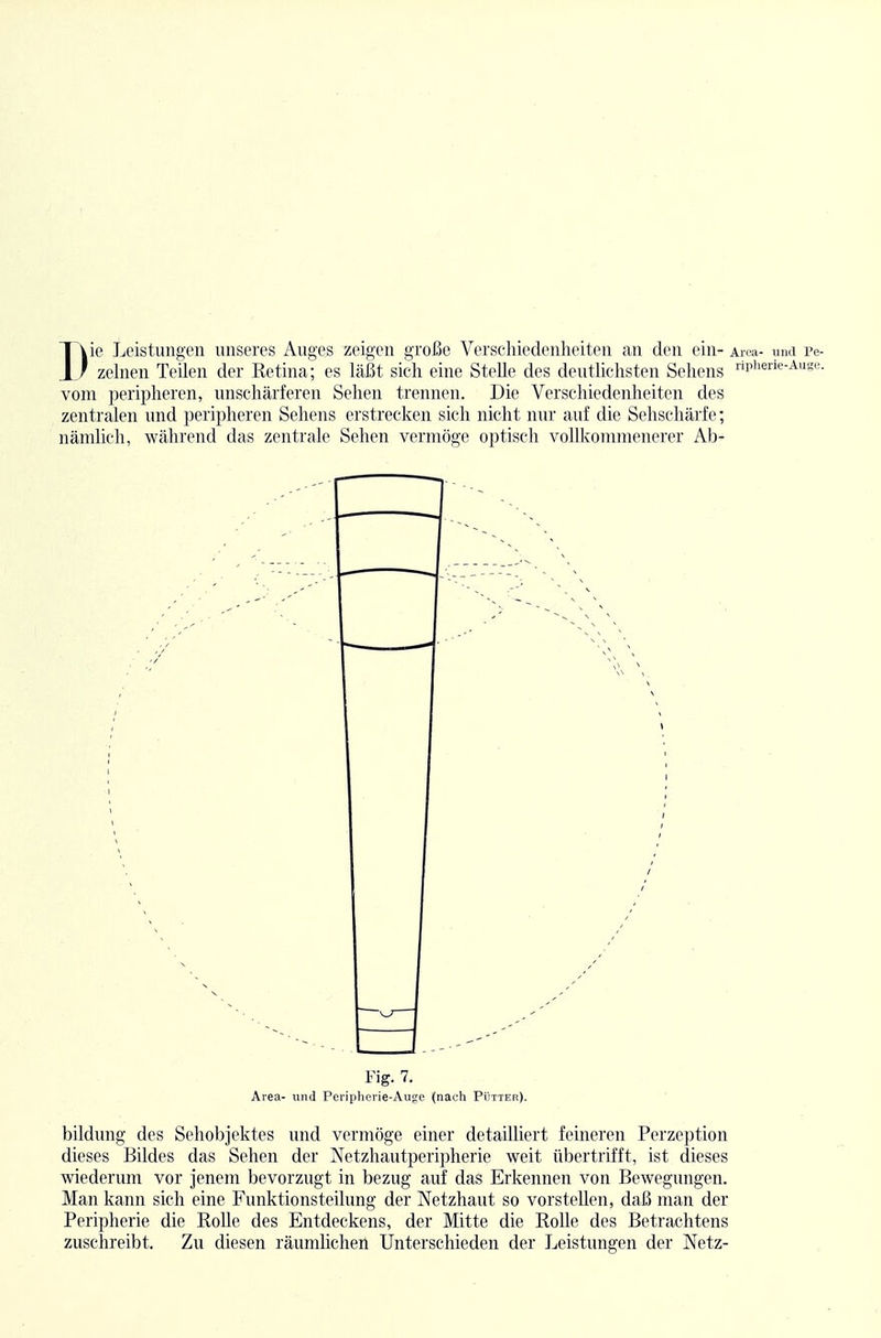 Die Leistungen unseres Auges zeigen große Verschiedenheiten an den ein- Area- und Pe- zehien Teilen der Retina; es läßt sich eine Stelle des deutlichsten Sehens in*e™-Auge. vom peripheren, unschärferen Sehen trennen. Die Verschiedenheiten des zentralen und peripheren Sehens erstrecken sich nicht nur auf die Sehschärfe; nämlich, während das zentrale Sehen vermöge optisch vollkommenerer Ab- Fig. 7. Area- und Peripherie-Auge (nach Pütteh). bildung des Schobjektes und vermöge einer detailliert feineren Perzeption dieses Bildes das Sehen der Netzhautperipherie weit übertrifft, ist dieses wiederum vor jenem bevorzugt in bezug auf das Erkennen von Bewegungen. Man kann sich eine Funktionsteilung der Netzhaut so vorstellen, daß man der Peripherie die Rolle des Entdeckens, der Mitte die Rolle des Betrachtens zuschreibt. Zu diesen räumlichen Unterschieden der Leistungen der Netz-
