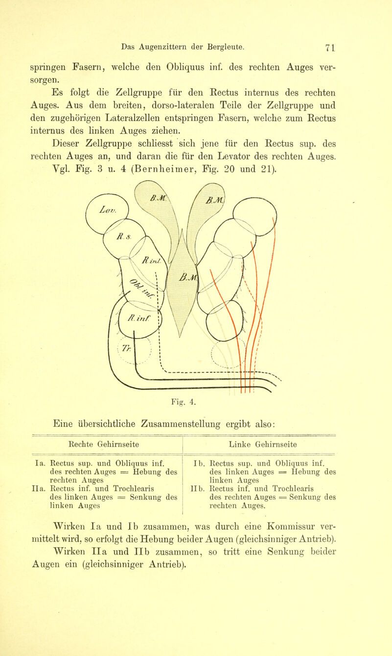 springen Fasern, welche den Obliquus inf. des rechten Auges ver- sorgen. Es folgt die Zellgruppe für den Rectus internus des rechten Auges. Aus dem breiten, dorso-lateralen Teile der Zellgruppe und den zugehörigen Lateralzellen entspringen Fasern, welche zum Rectus internus des linken Auges ziehen. Dieser Zellgruppe schliesst sich jene für den Rectus sup. des rechten Auges an, und daran die für den Levator des rechten Auges. Vgl. Fig. 3 u. 4 (Bernheimer, Fig. 20 und 21). Fig. 4. Eine übersichtliche Zusammenstellung ergibt also: Rechte Gehirnseite Linke Gehirnseite Ia. Rectus sup. und Obliquus inf. des rechten Auges = Hebung des rechten Auges IIa. Rectus inf. und Trochlearis des linken Auges = Senkung des linken Auges Ib. Rectus sup. und Obliquus inf. des linken Auges = Hebung des linken Auges IIb. Rectus inf. und Trochlearis des rechten Auges = Senkung des rechten Auges. Wirken Ia und Ib zusammen, was durch eine Kommissur ver- mittelt wird, so erfolgt die Hebung beider Augen (gleichsinniger Antrieb). Wirken IIa und IIb zusammen, so tritt eine Senkung beider Augen ein (gleichsinniger Antrieb).