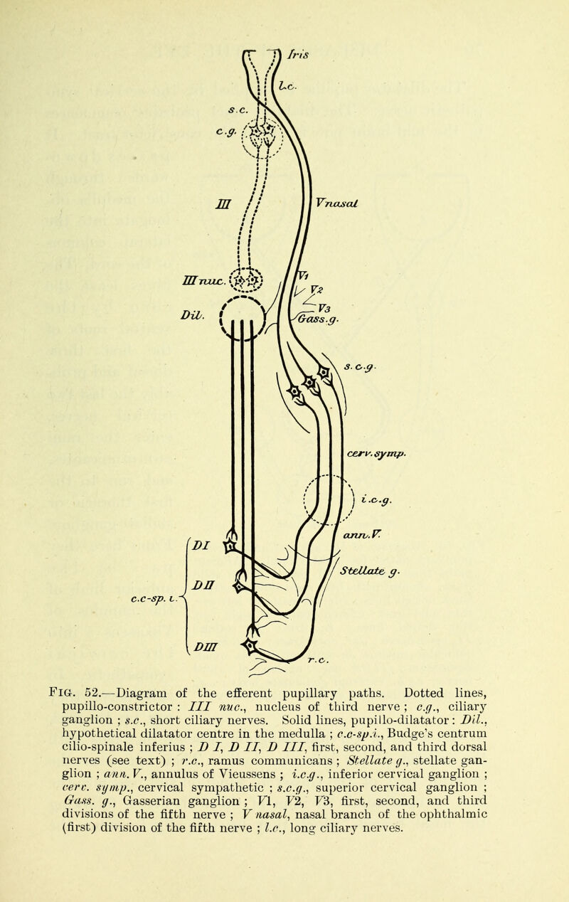 Fig-. 52.—Diagram of the efferent pupillary paths. Dotted lines, pupillo-constrictor : III nuc, nucleus of third nerve ; e.g., ciliary ganglion ; s.c., short ciliary nerves. Solid lines, pupillo-dilatator: Dil., hypothetical dilatator centre in the medulla ; c.e-sp.i., Budge's centrum cilio-spinale inferius ; D I, D II, D III, first, second, and third dorsal nerves (see text) ; r.c, ramus communicans ; Stellate g., stellate gan- glion ; ami. V., annulus of Vieussens ; i.c.g., inferior cervical ganglion ; cere, symp., cervical sympathetic ; s.c.g., superior cervical ganglion ; Gass. g., Gasserian ganglion ; VI, V2, V'5, first, second, and third divisions of the fifth nerve ; V nasal, nasal branch of the ophthalmic (first) division of the fifth nerve ; I.e., long ciliary nerves.