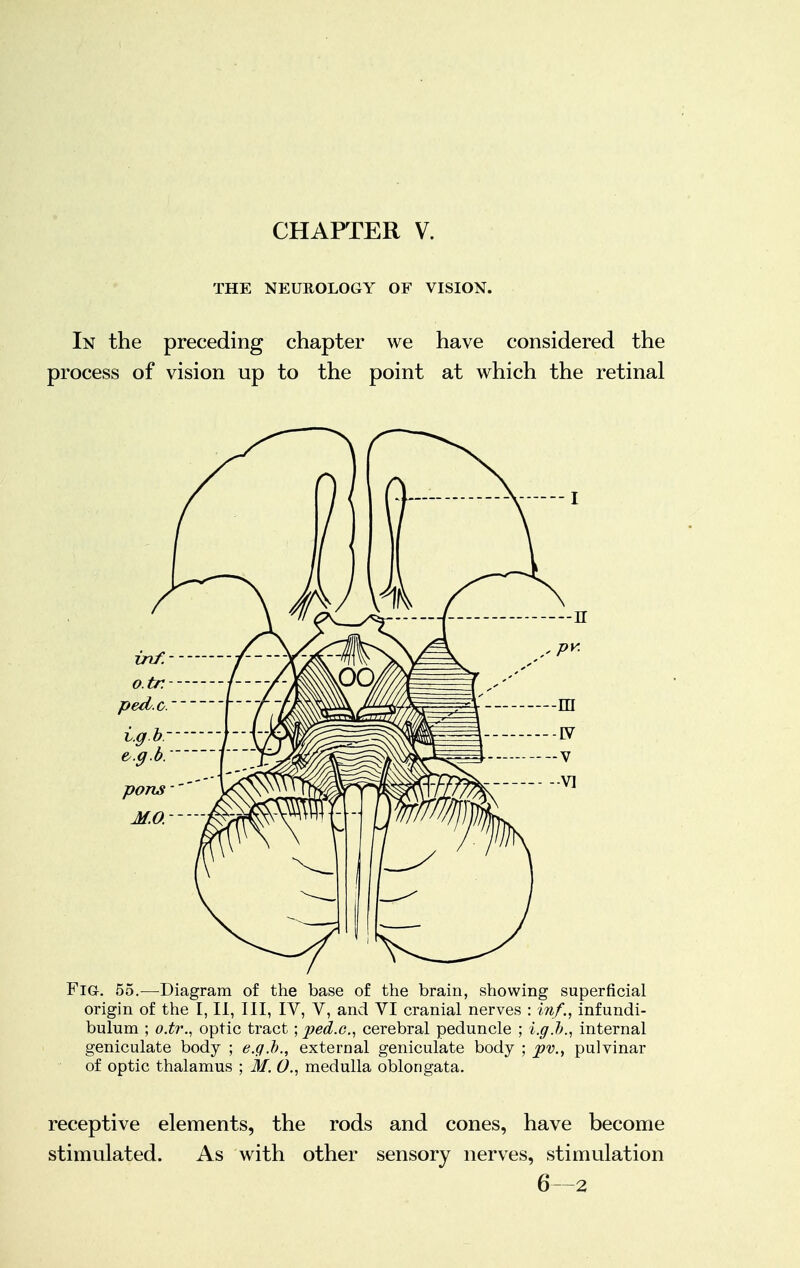 CHAPTER V. THE NEUROLOGY OF VISION. In the preceding chapter we have considered the process of vision up to the point at which the retinal Fig. 55.—diagram of the base of the brain, showing superficial origin of the I, II, III, IV, V, and VI cranial nerves : inf., infundi- bulum ; o.tr., optic tract; ped.c, cerebral peduncle ; i.g.b., internal geniculate body ; e.g.b., external geniculate body ; pv.y pulvinar of optic thalamus ; M. 0., medulla oblongata. receptive elements, the rods and cones, have become stimulated. As with other sensory nerves, stimulation 6—2