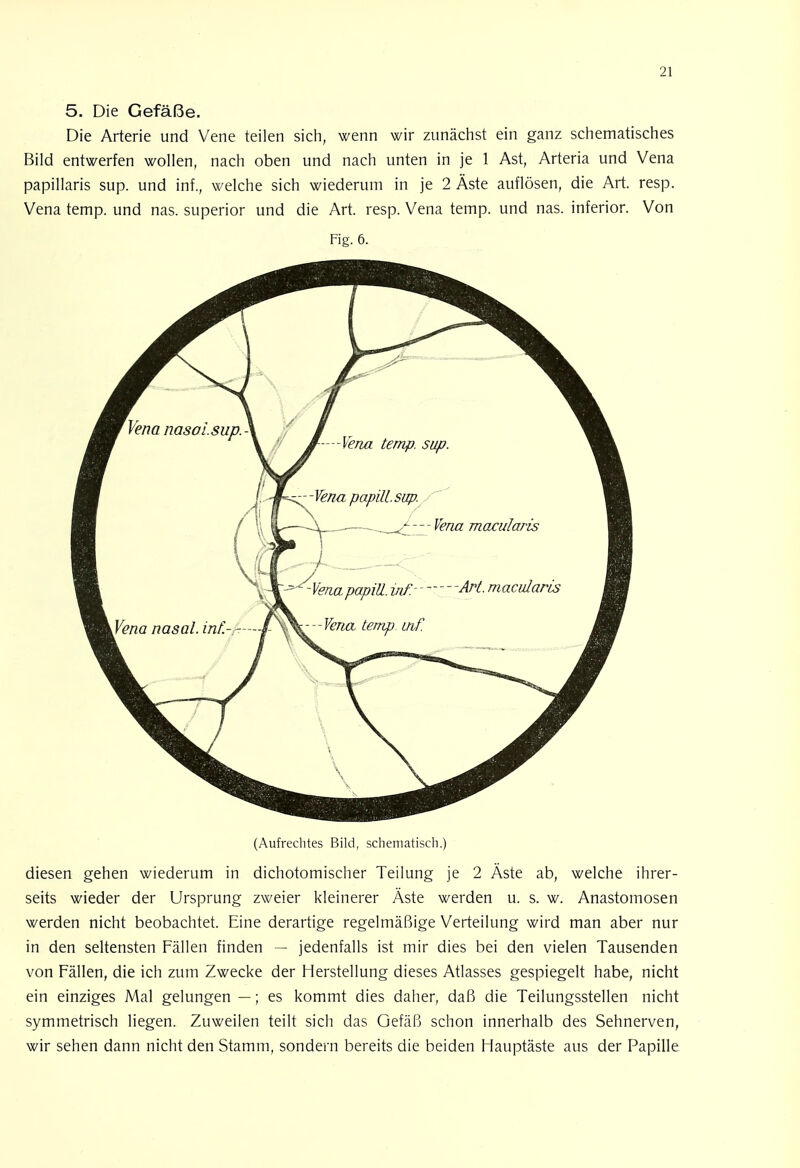 5. Die Gefäße. Die Arterie und Vene teilen sich, wenn wir zunächst ein ganz schematisches Bild entwerfen wollen, nach oben und nach unten in je 1 Ast, Arteria und Vena papillaris sup. und inf., welche sich wiederum in je 2 Äste auflösen, die Art. resp. Vena temp. und nas. superior und die Art. resp. Vena temp. und nas. inferior. Von Fig. 6. (Aufrechtes Bild, scheniatisch.) diesen gehen wiederum in dichotomischer Teilung je 2 Äste ab, welche ihrer- seits wieder der Ursprung zweier kleinerer Äste werden u. s. w. Anastomosen werden nicht beobachtet. Eine derartige regelmäßige Verteilung wird man aber nur in den seltensten Fällen finden — jedenfalls ist mir dies bei den vielen Tausenden von Fällen, die ich zum Zwecke der Herstellung dieses Atlasses gespiegelt habe, nicht ein einziges Mal gelungen —; es kommt dies daher, daß die Teilungsstellen nicht symmetrisch liegen. Zuweilen teilt sich das Gefäß schon innerhalb des Sehnerven, wir sehen dann nicht den Stamm, sondern bereits die beiden Hauptäste aus der Papille