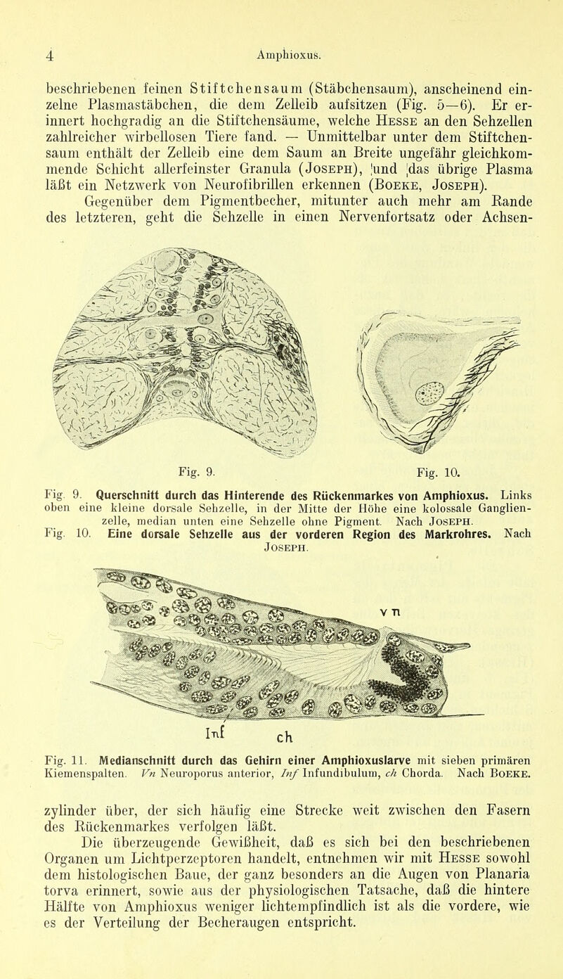 beschriebenen feinen Stiftchensaum (Stäbchensaum), anscheinend ein- zelne Plasmastäbchen, die dem Zelleib aufsitzen (Fig. 5—6). Er er- innert hochgradig an die Stiftchensäume, welche Hesse an den Sehzellen zahlreicher wirbellosen Tiere fand. — Unmittelbar unter dem Stiftchen- saum enthält der Zelleib eine dem Saum an Breite ungefähr gleichkom- mende Schicht allerfeinster Grauula (Joseph), |und jdas übrige Plasma läßt ein Netzwerk von Neurofibrillen erkennen (Boeke, Joseph). Gegenüber dem Pigmentbecher, mitunter auch mehr am Rande des letzteren, geht die Sehzelle in einen Nervenfortsatz oder Achsen- Fig. 9. Fig. 10. Fig. 9. Querschnitt durch das Hinterende des Rückenmarkes von Aniphioxus. Links oben eine kleine dorsale Sehzelle, in der Mitte der Höhe eine kolossale Ganglien- zelle, median unten eine Sehzelle ohne Pigment. Nach Joseph. Fig. 10. Eine dorsale Sehzelle aus der vorderen Region des Markrohres. Nach Joseph. ch Fig. 11. Medianschnitt durch das Gehirn einer Amphioxuslarve mit sieben primären Kiemenspalten. Vn Neuroporus anterior, Inf Infundibulum, ch Chorda. Nach Boeke. zylinder über, der sich häufig eine Strecke weit zwischen den Fasern des Rückenmarkes verfolgen läßt. Die überzeugende Gewißheit, daß es sich bei den beschriebenen Organen um Lichtperzeptoren handelt, entnehmen wir mit Hesse sowohl dem histologischen Baue, der ganz besonders an die Augen von Planaria torva erinnert, sowie aus der physiologischen Tatsache, daß die hintere Hälfte von Amphioxus weniger lichtempfindlich ist als die vordere, wie es der Verteilung der Becheraugen entspricht.