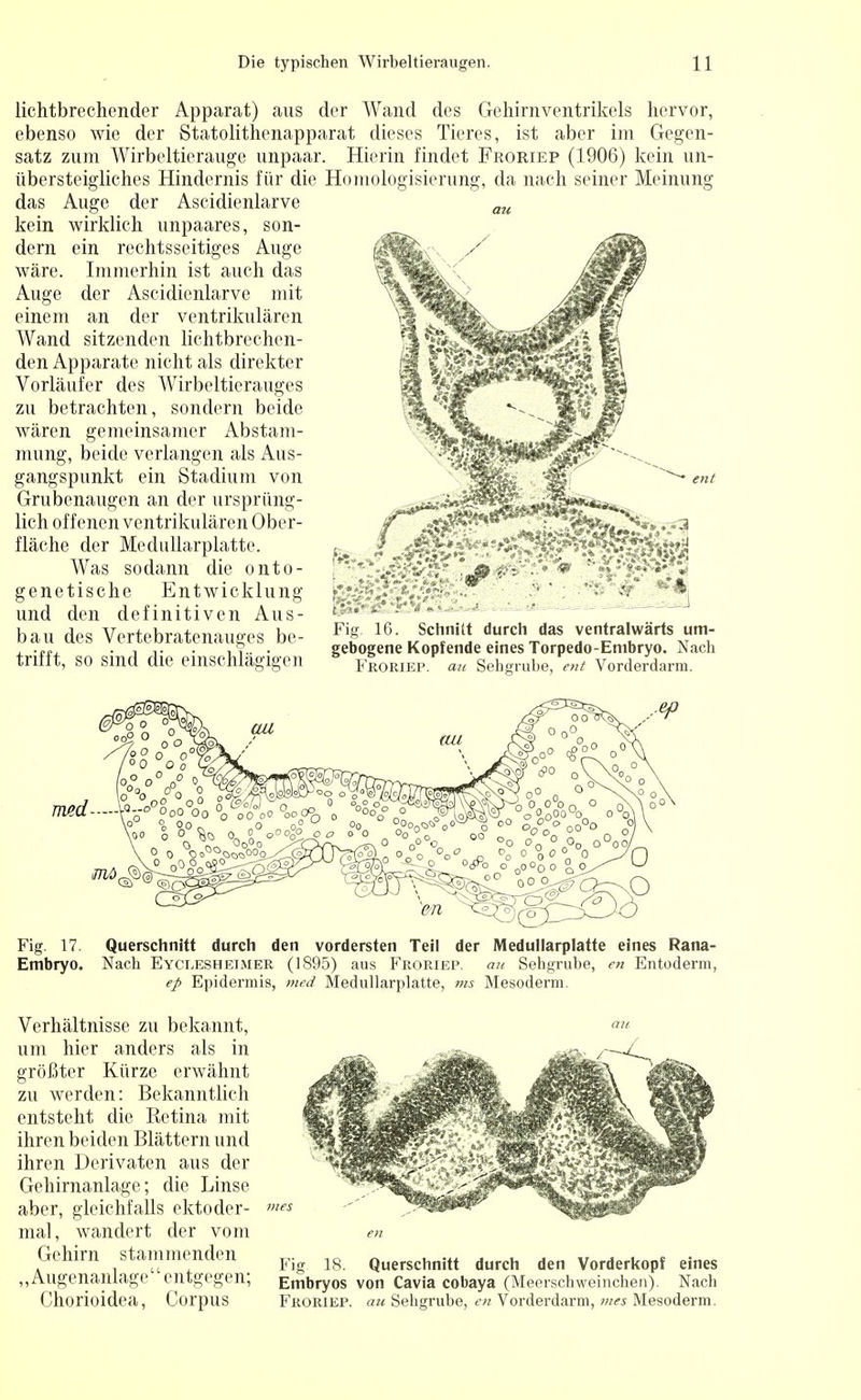 lichtbrechender Apparat) aus der Wand des Gehirnventrikels hervor, ebenso wie der Statolithenapparat dieses Tieres, ist aber im Gegen- satz zum Wirbeltierauge unpaar. Hierin findet Froriep (1906) kein un- übersteigliehes Hindernis für die Homologisierung, da nach seiner Meinung das Auge der Ascidienlarve au kein wirklich unpaares, son- dern ein rechtsseitiges Auge wäre. Immerhin ist auch das Auge der Ascidienlarve mit einem an der ventrikulären Wand sitzenden lichtbrechen- den Apparate nicht als direkter Vorläufer des Wirbeltierauges zu betrachten, sondern beide wären gemeinsamer Abstam- mung, beide verlangen als Aus- gangspunkt ein Stadium von Grubenaugen an der ursprüng- lich offenen ventrikulären Ober- fläche der Medullarplatte. Was sodann die onto- genetische Entwicklung und den definitiven Aus- ts»»** bau des Vertebratenauges be- Ff 16■ Schnitt durch das ventralwärts um- , .„», -Ii- • ii.. • gebogene Kopfende eines Torpedo-Embryo. Nach trifft, so sind die einschlägigen froriep. «« Sehgrube, ent Vorderdarm. ent med-—\<3--°°o Fig. 17 Querschnitt durch den vordersten Teil der Medullarplatte eines Rana- Embryo. Nach Eyclesheimer (1895) aus Froriep. au Sehgrube, en Entoderm, ep Epidermis, med Medullarplatte, ms Mesoderm. Verhältnisse zu bekannt, um hier anders als in größter Kürze erwähnt zu werden: Bekanntlich entsteht die Retina mit ihren beiden Blättern und ihren Derivaten aus der Gehirnanlage; die Linse aber, gleichfalls ektoder- mal, wandert der vom Gehirn stammenden ,, Augenanlage entgegen; Chorioidea, Corpus Fig 18. Querschnitt durch den Vorderkopf eines Embryos von Cavia cobaya (Meerschweinchen). Nach Froriep. au Sehgrube, en Vorderdarm, mes Mesoderm.