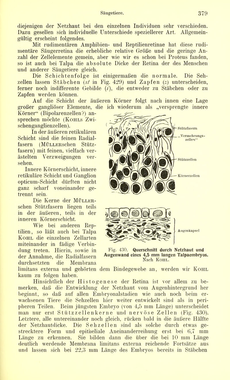 diejenigen der Netzhaut bei den einzelnen Individuen sehr verschieden. Dazu gesellen sich individuelle Unterschiede speziellerer Art. Allgemein- gültig erscheint folgendes. Mit rudimentären Amphibien- und Reptilienretinae hat diese rudi- mentäre Säugerretina die erhebliche relative Größe und die geringe An- zahl der Zellelemente gemein, aber wie wir es schon bei Proteus fanden, so ist auch bei Talpa die absolute Dicke der Retina der des Menschen und anderer Säugetiere gleich. Die Schichtenfolge ist einigermaßen die normale. Die Seh- zellen lassen Stäbchen (st in Fig. 429) und Zapfen (z) unterscheiden, ferner noch indifferente Gebilde (z), die entweder zu Stäbchen oder zu Zapfen werden können. Auf die Schicht der äußeren Körner folgt nach innen eine Lage großer gangliöser Elemente, die ich wiederum als „versprengte innere Körner (Bipolarenzellen?) an- sprechen möchte (Kohls Zwi- schenganglienzellen). In der äußeren retikulären Schicht sind die feinen Radial- fasern (MÜLLERschen Stütz- fasern) mit feinen, vielfach ver- ästelten Verzweigungen ver- sehen. Innere Körnerschicht, innere retikuläre Schicht und Ganglion opticum-Schicht dürften nicht ganz scharf voneinander ge- trennt sein. Die Kerne der MÜLLER- schen Stützfasern liegen teils in der äußeren, teils in der inneren Körnerschicht. Wie bei anderen Rep- tilien, so läßt auch bei Talpa Kohl die einzelnen Zellarten miteinander in fädige Verbin- dung treten. Hierin, sowie in der Annahme, die Radialfasern Augenwand eines ^mm^angen Talpaembryos. durchsetzten die Membrana limitans externa und gehörten dem Bindegewebe an, werden wir Kohl kaum zu folgen haben. Hinsichtlich der Histogenese der Retina ist vor allem zu be- merken, daß die Entwicklung der Netzhaut vom Augenhintergrund her beginnt, so daß auf allen Embryonalstadien wie auch noch beim er- wachsenen Tiere die Sehzellen hier weiter entwickelt sind als in peri- pheren Teilen. Beim jüngsten Embryo (von 4,5 mm Länge) unterscheidet man nur erst Stützzellen kerne und nervöse Zellen (Fig. 430). Letztere, alle untereinander noch gleich, rücken bald in die äußere Hälfte der Netzhautdicke. Die Sehzeilen sind als solche durch etwas ge- strecktere Form und epitheliale Aneinanderreihung erst bei 6,7 mm Länge zu erkennen. Sie bilden dann die über die bei 10 mm Länge deutlich werdende Membrana limitans externa reichende Fortsätze aus und lassen sich bei 22,3 mm Länge des Embryos bereits in Stäbchen Fig. 430. Querschnitt durch Netzhaut und