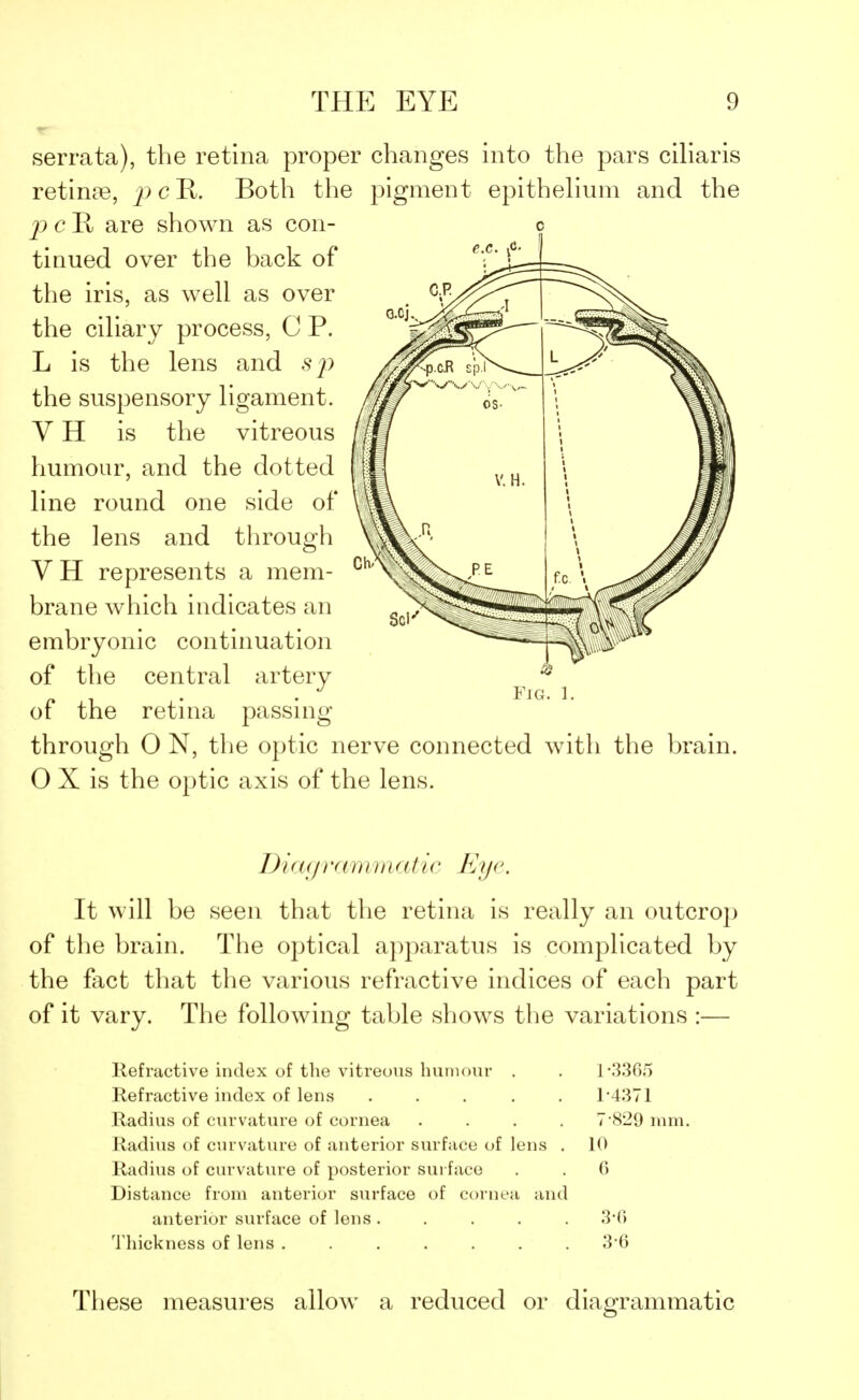 serrata), the retina proper changes into the pars ciliaris retinoe, j^cR. Both the pigment epithelium and the j) c R are shown as con- tinued over the back of the iris, as well as over the ciliary process, C P. L is the lens and sji the suspensory ligament. V H is the vitreous humour, and the dotted line round one side of the lens and through V H represents a mem- brane which indicates an embryonic continuation of the central artery of the retina passing through O N, the optic nerve connected with the brain. O X is the optic axis of the lens. Fig. 1. Diagrammatic Eye. It will be seen that the retina is really an outcrop of the brain. The optical apparatus is complicated by the fact that the various refractive indices of each part of it vary. The following table shows the variations :— Refractive index of the vitreous humour . . 1-3365 Refractive index of lens 1*4371 Radius of curvature of cornea .... 7*829 mm. Radius of curvature of anterior surface of lens . 10 Radius of curvature of posterior surface . . G Distance from anterior surface of cornea and anterior surface of lens ..... 3*6 Thickness of lens ....... 3-6 These measures allow a reduced or diagrammatic