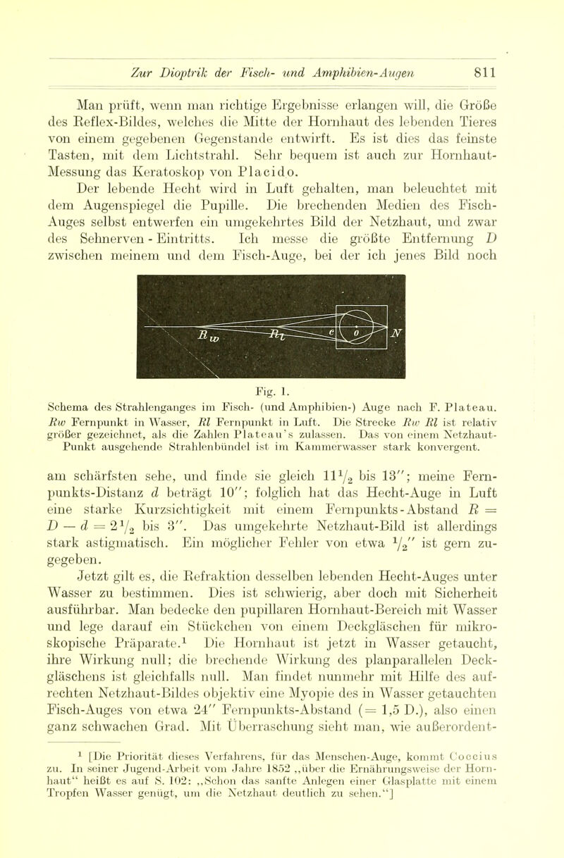 Man prüft, wenn man richtige Ergebnisse erlangen will, die Größe des Keflex-Bildes, welches die Mitte der Hornhaut des lebenden Tieres von einem gegebenen Gegenstande entwirft. Es ist dies das feinste Tasten, mit dem Lichtstrahl. Sehr bequem ist auch zur Hornhaut- Messung das Keratoskop von Placido. Der lebende Hecht wird in Luft gehalten, man beleuchtet mit dem Augenspiegel die Pupille. Die brechenden Medien des Fisch- Auges selbst entwerfen ein umgekehrtes Bild der Netzhaut, und zwar des Sehnerven - Eintritts. Ich messe die größte Entfernung D zwischen meinem und dem Fisch-Auge, bei der ich jenes Bild noch Fig. 1. Schema des Strahlenganges im Fisch- (und Amphibien-) Auge nach F. Plateau. Rw Fernpunkt in Wasser, Rl Fernpunkt in Luft. Die Strecke Rw Rl ist relativ größer gezeichnet, als die Zahlen Plateau's zulassen. Das von einem Netzhaut- Punkt ausgehende Strahlenbündel ist im Kammerwasser stark konvergent. am schärfsten sehe, und finde sie gleich IIV2 °is 13; meine Fern- punkts-Distanz d beträgt 10; folglich hat das Hecht-Auge in Luft eine starke Kurzsichtigkeit mit einem Fernpunkts -Abstand B = D — d = 2 Y2 bis 3. Das umgekehrte Netzhaut-Bild ist allerdings stark astigmatisch. Ein möglicher Fehler von etwa 1J2 ist gern zu- gegeben. Jetzt gilt es, die Refraktion desselben lebenden Hecht-Auges unter Wasser zu bestimmen. Dies ist schwierig, aber doch mit Sicherheit ausführbar. Man bedecke den pupillaren Hornhaut-Bereich mit Wasser und lege darauf ein Stückchen von einem Deckgläschen für mikro- skopische Präparate.1 Die Hornhaut ist jetzt in Wasser getaucht, ihre Wirkung null; die brechende Wirkimg des planparallelen Deck- gläschens ist gleichfalls null. Man findet nunmehr mit Hilfe des auf- rechten Netzhaut-Bildes objektiv eine Myopie des in Wasser getauchten Fisch-Auges von etwa 24 Fernpunkts-Abstand (=1,5 D.), also einen ganz schwachen Grad. Mit Überraschung sieht man, wie außerordent- 1 [Die Priorität dieses Verfahrens, für das Menschen-Auge, kommt Coccius zu. In seiner Jugend-Arbeit vom Jahre 1852 „über die Ernährungsweise der Horn- haut heißt es auf S. 102: „Schon das sanfte Anlegen einer Glasplatte mit einem Tropfen Wasser genügt, um die Netzhaut deutlich zu sehen.]