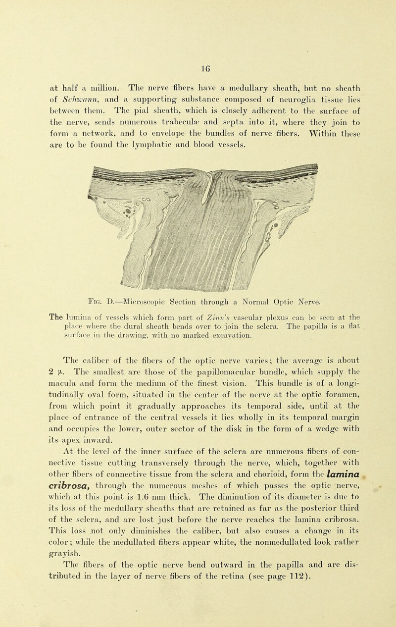 at half a million. The nerve fibers have a medullary sheath, but no sheath of Schwann, and a supporting substance composed ol neuroglia tissue lies between them. The pial sheath, which is closely adherent to the surface of the nerve, sends numerous trabeculae and septa into it, where they join to form a network, and to envelope the bundles of nerve fibers. Within these are to be found the lymphatic and blood vessels. Fig. D.—Microscopic Section through a Normal Optic Nerve. The lumina of vessels which form part of Zinn's vascular plexus can be seen at the place where the dural sheath bends over to join the sclera. The papilla is a flat surface in the drawing, with no marked excavation. The caliber of the fibers of the optic nerve varies; the average is about 2 lA, The smallest are those of the papillomacular bundle, which supply the macula and form the medium of the finest vision. This bundle is of a longi- tudinally oval form, situated in the center of the nerve at the optic foramen, from which point it gradually approaches its temporal side, until at the place of entrance of the central vessels it lies wholly in its temporal margin and occupies the lower, outer sector of the disk in the form of a wedge with its apex inward. At the level of the inner surface of the sclera are numerous fibers of con- nective tissue cutting transversely through the nerve, which, together with other fibers of connective tissue from the sclera and chorioid, form the lamina cribrosa, through the numerous meshes of which passes the optic nerve, which at this point is 1.6 mm thick. The diminution of its diameter is due to its loss of the medullary sheaths that are retained as far as the posterior third of the sclera, and are lost just before the nerve reaches the lamina ci'ibrosa. This loss .not only diminishes the caliber, but also causes a change in its color; while the meduUated fibers appear white, the nonmedullated look rather grayish. The fibers of the optic nerve bend outward in the papilla and are dis- tributed in the layer of nerve fibers of the retina (see page 112).