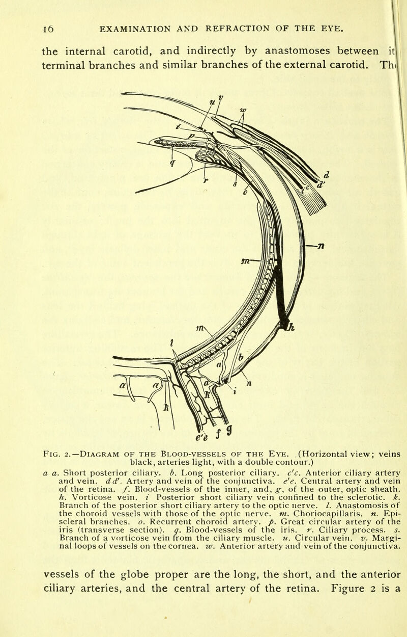 the internal carotid, and indirectly by anastomoses between i terminal branches and similar branches of the external carotid. Th Fig. 2.—Diagram of the Blood-vessels of the Eye. (Horizontal view; veins black, arteries light, with a double contour.) a a. Short posterior ciliary, b. Long posterior ciliary, c'c. Anterior ciliary artery and vein, dd!. Artery and vein of the conjunctiva, e'e. Central artery and vein of the retina, f. Blood-vessels of the inner, and, g, of the outer, optic sheath. h. Vorticose vein, i Posterior short ciliary vein confined to the sclerotic, k. Branch of the posterior short ciliary artery to the optic nerve. /. Anastomosis of the choroid vessels with those of the optic nerve, m. Choriocapillaris. n. Epi- scleral branches, o. Recurrent choroid artery, p. Great circular artery of the iris (transverse section), q. Blood-vessels of the iris. r. Ciliary process. 5. Branch of a vorticose vein from the ciliary muscle, u. Circular vein. v. Margi- nal loops of vessels on the cornea, w. Anterior artery and vein of the conjunctiva. vessels of the globe proper are the long, the short, and the anterior ciliary arteries, and the central artery of the retina. Figure 2 is a