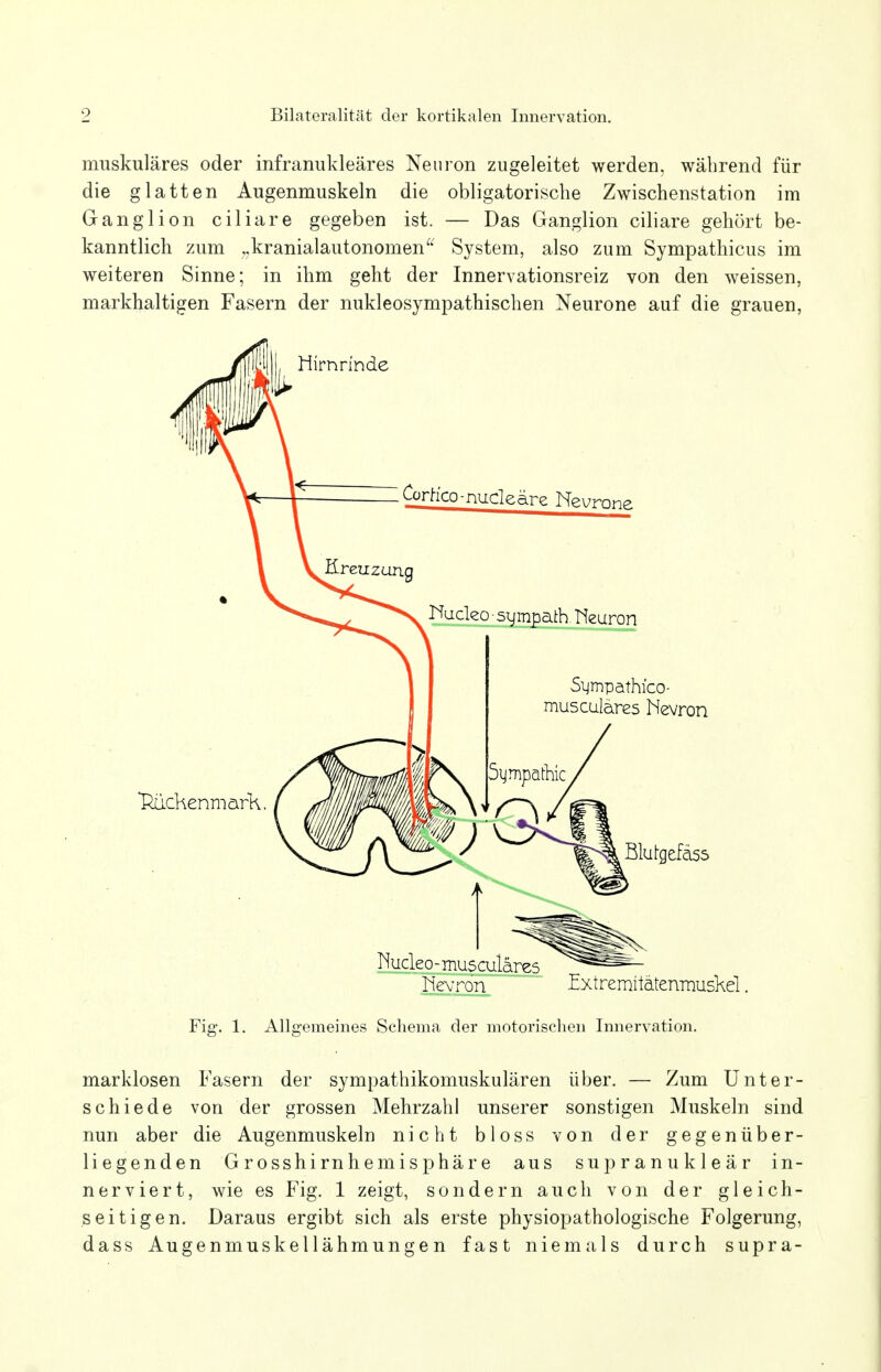 muskuläres oder infranukleäres Neuron zugeleitet werden, während für die glatten Augenmuskeln die obligatorische Zwischenstation im Ganglion ciliare gegeben ist. — Das Ganglion ciliare gehört be- kanntlich zum „kranialautonomen System, also zum Sympathicus im weiteren Sinne; in ihm geht der Innervationsreiz von den weissen, markhaltigen Fasern der nukleosympathischen Neurone auf die grauen, Hevron f xtremitätenmuskel. Fig. 1. Allgemeines Schema der motorischen Innervation. marklosen Fasern der sympathikomuskulären über. — Zum Unter- schiede von der grossen Mehrzahl unserer sonstigen Muskeln sind nun aber die Augenmuskeln nicht bloss von der gegenüber- liegenden Grosshirnhemisphäre aus supranukleär in- nerviert, wie es Fig. 1 zeigt, sondern auch von der gleich- seitigen. Daraus ergibt sich als erste physiopathologische Folgerung, dass Augenmuskellähmungen fast niemals durch supra-