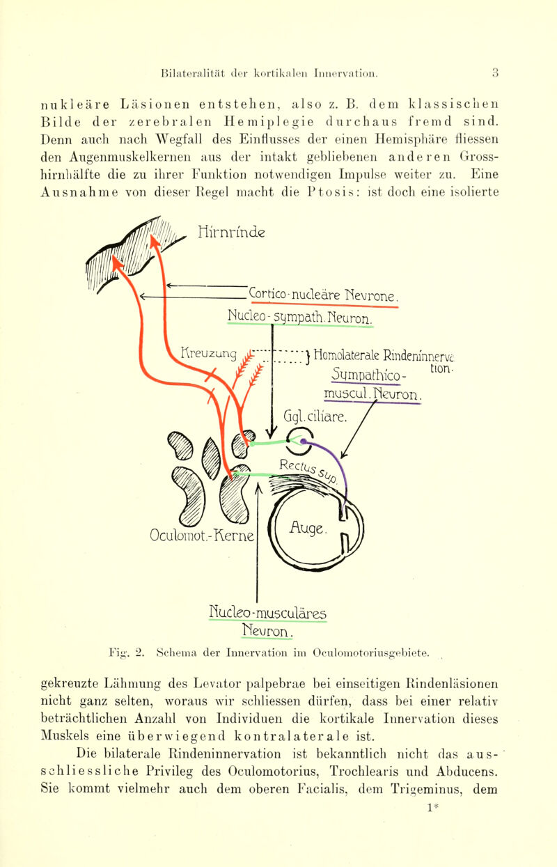 nukleare Läsionen entstehen, also z. B. dem klassischen Bilde der zerebralen Hemiplegie durchaus fremd sind. Denn auch nach Wegfall des Einflusses der einen Hemisphäre fliessen den Augenmuskelkernen aus der intakt gebliebenen anderen Gross- hirnhälfte die zu ihrer Funktion notwendigen Impulse weiter zu. Eine Ausnahme von dieser Kegel macht die Ptosis: ist doch eine isolierte Hudeo -musculäres Neuron. Fig. 2. Schema der Innervation im Oculomotormsgebiete. gekreuzte Lähmung des Levator palpebrae bei einseitigen Rindenlasionen nicht ganz selten, woraus wir schliessen dürfen, dass bei einer relativ beträchtlichen Anzahl von Individuen die kortikale Innervation dieses Muskels eine überwiegend kontralaterale ist. Die bilaterale Rindeninnervation ist bekanntlich nicht das aus- schliessliche Privileg des Oculomotorius, Trochlearis und Abducens. Sie kommt vielmehr auch dem oberen Facialis, dem Trigeminus, dem 1*