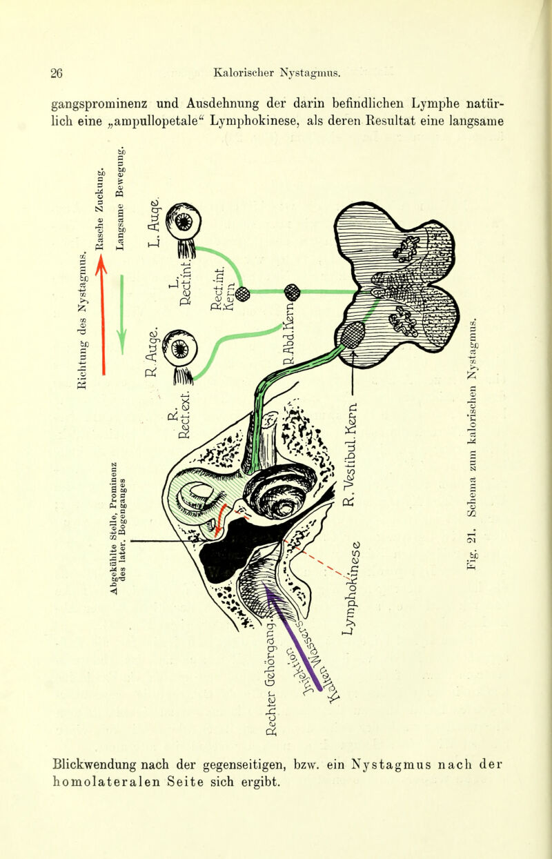 gangsprominenz und Ausdehnung der darin befindlichen Lymphe natür- lich eine „ampullopetale Lymphokinese, als deren Resultat eine langsame Blickwendung nach der gegenseitigen, bzw. ein Nystagmus nach der homolateralen Seite sich ergibt.