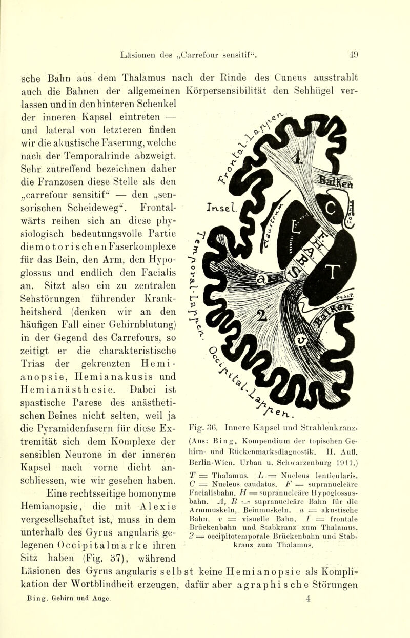 sehe Bahn aus dem Thalamus nach der Rinde des Cuneus ausstrahlt auch die Bahnen der allgemeinen Körpersensibilität den Sehhügel ver- lassen und in den hinteren Schenkel der inneren Kapsel eintreten — und lateral von letzteren finden wir die akustische Faserung, welche nach der Temporalrinde abzweigt. Sehr zutreffend, bezeichnen daher die Franzosen diese Stelle als den „carrefour sensitif — den ,;sen- sorischen Scheideweg. Frontal- wärts reihen sich an diese phy- siologisch bedeutungsvolle Partie die motorischen Faserkomplexe für das Bein, den Arm, den Hypo- glossus und endlich den Facialis an. Sitzt also ein zu zentralen Sehstörungen führender Krank- heitsherd (denken wir an den häufigen Fall einer Gehirnblutung) in der Gegend des Carrefours, so zeitigt er die charakteristische Trias der gekreuzten Hemi- anopsie, Hemianakusis und Hemianästhesie. Dabei ist spastische Parese des anästheti- schen Beines nicht selten, weil ja die Pyramidenfasern für diese Ex- tremität sich dem Komplexe der sensiblen Neurone in der inneren Kapsel nach vorne dicht an- schliessen, wie wir gesehen haben. Eine rechtsseitige homonyme Hemianopsie, die mit Alexie vergesellschaftet ist, muss in dem unterhalb des Gyrus angularis ge- legenen Occipitalma rke ihren Sitz haben (Fig. 'dl), während Läsionen des Gyrus angularis selbst keine Hemianopsie als Kompli- kation der Wortblindheit erzeugen, dafür aber agraphi s che Störungen Bing, Gehirn und Auge. 4 Fig. 36. Innere Kapsel und Strahlenkranz. (Aus: Bing, Kompendium der topischen Ge- hirn- und Rückenmarksdiagnostik. II. Aufl. Berlin-Wien. Urban u. Sehwarzenburg 1911.) T = Thalamus. L = Nueleus lenticularis. C = Nueleus caudatus. F = supranucleäre Facialisbahn. H = supranucleäre Hypoglossus- bahn. A, B ■—=. supranucleäre Bahn für die Armmuskeln, Beinmuskeln, a — akustische Bahn, v = visuelle Bahn. 1 = frontale Brückenbahn und Stabkranz zum Thalamus. 2 == occipitotemporale Brückenbahn und Stab- kranz zum Thalamus.