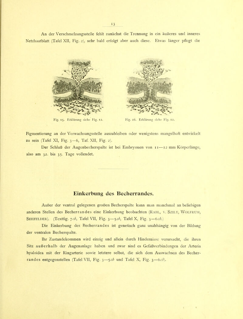 An der Verschmelzungsstelle fehlt zunächst die Trennung in ein äußeres und inneres Netzhautblatt (Tafel XII, Fig. 2), sehr bald erfolgt aber auch diese. Etwas länger pflegt die Fig. 15. Erklärung siehe Fig. 12. Fig. 16. Erklärung siehe Fig. 12. Pigmentierung an der Verwachsungsstelle auszubleiben oder wenigstens mangelhaft entwickelt zu sein (Tafel XI, Fig. 3—6, Taf. XII, Fig. 2). Der Schluß der Augenbecherspalte ist bei Embryonen von 11 —12 mm Körperlänge, also am 32. bis 35. Tage vollendet. Einkerbung des Becherrandes. Außer der ventral gelegenen großen Becherspalte kann man manchmal an beliebigen anderen Stellen des Becherrandes eine Einkerbung beobachten (Rabl, v. Szily, Wolfrum, Seefelder). (Textfig. -jcb, Tafel VII, Fig. 3—$cb, Tafel X, Fig. 3—beb.) Die Einkerbung des Becherrandes ist genetisch ganz unabhängig von der Bildung der ventralen Becherspalte. Ihr Zustandekommen wird einzig und allein durch Hindernisse verursacht, die ihren Sitz außerhalb der Augenanlage haben und zwar sind es Gefäßverbindungen der Arteria hyaloidea mit der Ringarterie sowie letztere selbst, die sich dem Auswachsen des Becher- randes entgegenstellen (Tafel VII, Fig. 3—5^ und Tafel X, Fig. 3—6cd).