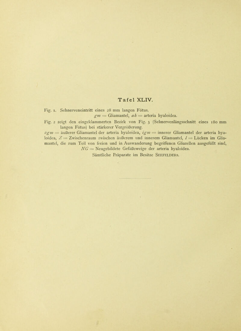 Fig. i. Sehnerveneintritt eines 28 mm langen Fötus. gm = Gliamantel, ah = arteria hyaloidea. Fig. 2 zeigt den eingeklammerten Bezirk von Fig. 3 (Sehnervenlängsschnitt eines 180 mm langen Fötus) bei stärkerer Vergrößerung. ägm = äußerer Gliamantel der arteria hyaloidea, igm = innerer Gliamantel der arteria hya- loidea, Z = Zwischenraum zwischen äußerem und innerem Gliamantel, /= Lücken im Glia- mantel, die zum Teil von freien und in Auswanderung begriffenen Gliazellen ausgefüllt sind, NG = Neugebildete Gefäßzweige der arteria hyaloidea.
