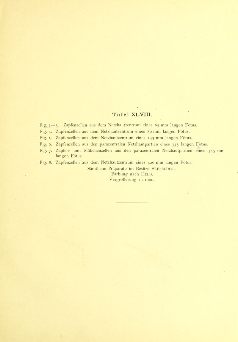 Fig. i—3. Zapfenzellen aus dem Netzhautzentrum eines 65 mm langen Fötus. Fig. 4. Zapfenzellen aus dem Netzhautzentrum eines 80 mm langen Fötus. Fig. 5. Zapfenzellen aus dem Netzhautzentrum eines 345 mm langen Fötus. Fig. 6. Zapfenzellen aus den parazentralen Netzhautpartien eines 345 langen Fötus. Fig. 7. Zapfen- und Stäbchenzellen aus den parazentralen Netzhautpartien eines 345 mm langen Fötus. Fig. 8. Zapfenzellen aus dem Netzhautzentrum eines 420 mm langen Fötus. Sämtliche Präparate im Besitze SEEFELDERs. Färbung nach Held.