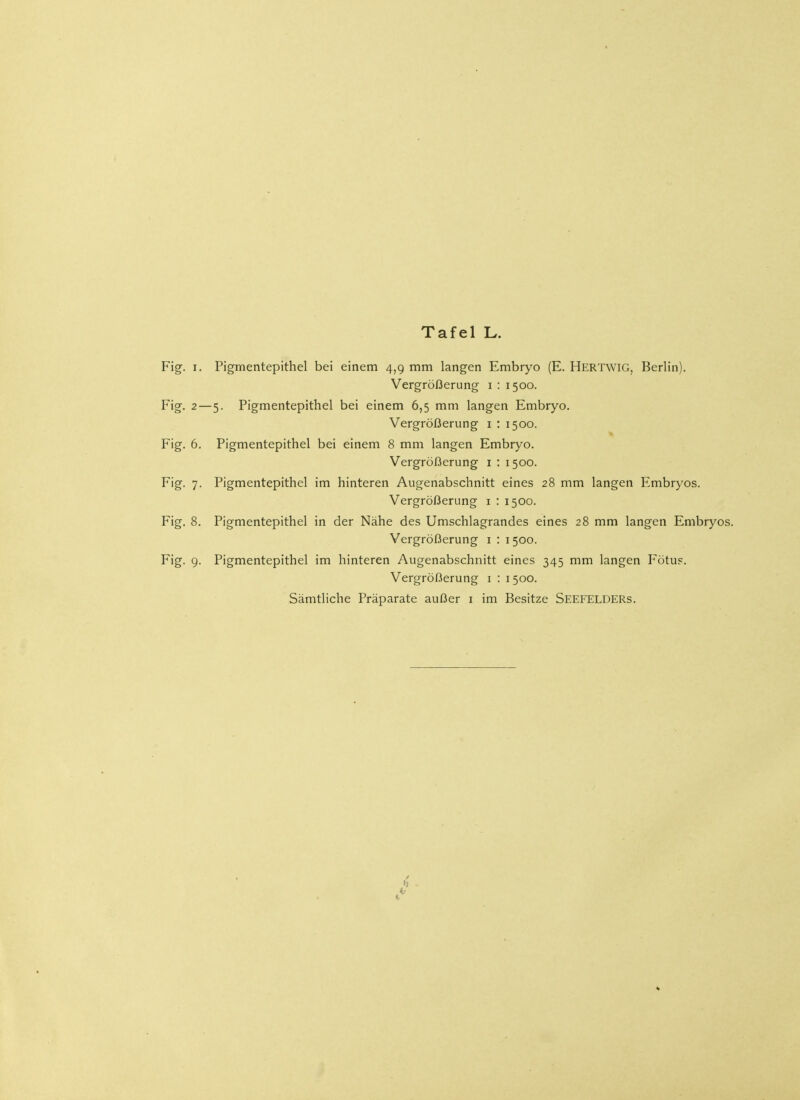 Fig. i. Pigmentepithel bei einem 4,9 mm langen Embryo (E. Hertwig, Berlin). Vergrößerung 1 : 1500. Fig. 2—5. Pigmentepithel bei einem 6,5 mm langen Embryo. Vergrößerung 1 : 1500. Fig. 6. Pigmentepithel bei einem 8 mm langen Embryo. Vergrößerung 1 : 1500. F'g- 7- Pigmentepithel im hinteren Augenabschnitt eines 28 mm langen Embryos. Vergrößerung 1 : 1500. Fig. 8. Pigmentepithel in der Nähe des Umschlagrandes eines 28 mm langen Embryos. Vergrößerung 1 : 1500. Fig. 9. Pigmentepithel im hinteren Augenabschnitt eines 345 mm langen Fötus. Vergrößerung 1 : 1500.