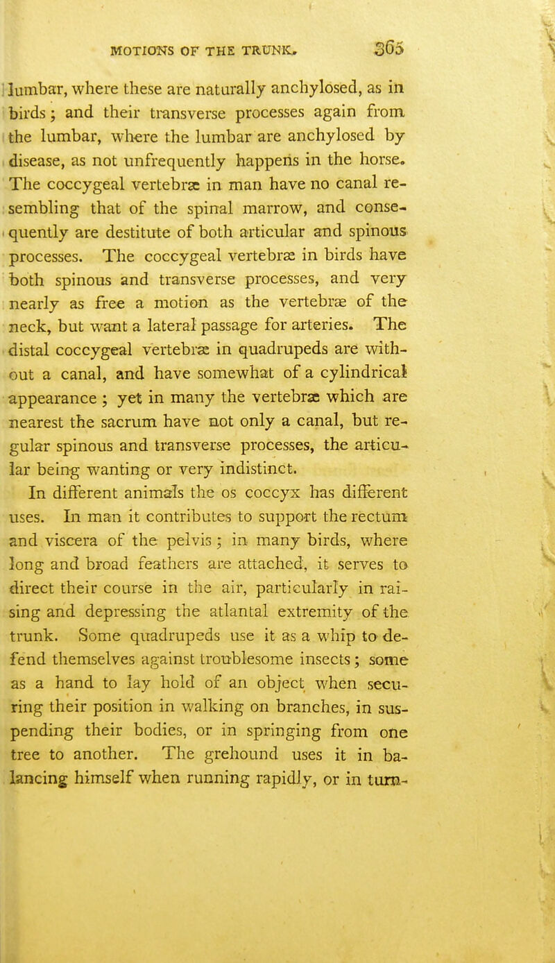 i lumbar, where these are naturally anchylosed, as in birds; and their transverse processes again from the lumbar, where the lumbar are anchylosed by disease, as not unfrequently happerls in the horse. The coccygeal vertebrae in man have no canal re- sembling that of the spinal marrow, and conse- I quently are destitute of both articular and spinous processes. The coccygeal vertebras in birds have both spinous and transverse processes, and very nearly as free a motion as the vertebrae of the neck, but want a lateral passage for arteries. The distal coccygeal vertebras in quadrupeds are with- out a canal, and have somewhat of a cylindrical appearance ; yet in many the vertebrae which are nearest the sacrum have not only a canal, but re- gular spinous and transverse processes, the articu- lar being wanting or very indistinct. In different animals the os coccyx has different uses. In man it contributes to support the rectum and viscera of the pelvis ; in many birds, where long and broad feathers are attached, it serves to direct their course in the air, particularly in rai- sing and depressing the atlantal extremity of the. trunk. Some quadrupeds use it as a whip to de- fend themselves against troublesome insects; some as a hand to lay hold of an object when secu- ring their position in walking on branches, in sus- pending their bodies, or in springing from one tree to another. The grehound uses it in ba- lancing himself when running rapidly, or in turn-