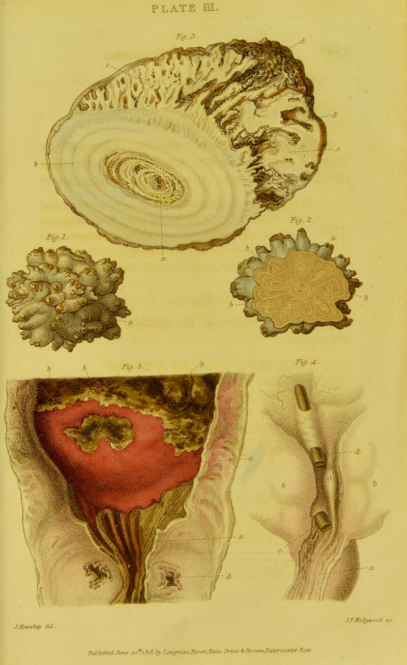 FLATE M- rubV/iheciJune ao^tSiS.by Longman.nur3t.lte<M, OrmaStBrowtul'iitcrncxIrr Row