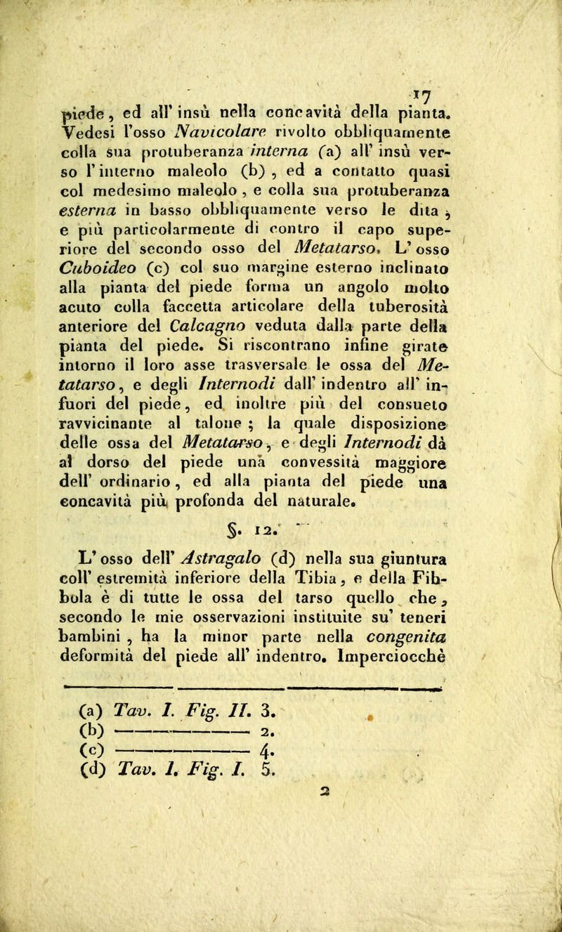 '7 picide, ed aìF insù nella concavità della pianta. Vedesi Fosso Navicolctre rivolto obbliquarnente colla sua protuberanza interna (a) all' insù ver- so rinterno raaìeolo (b) , ed a contatto quasi eoi medesimo maleolo , e colla sua protuberanza esterna in basso obbliquarnente verso ie dita ^ e più particolarmente di contro il capo supe- riore del secondo osso del Metatarso. L'osso Cuboideo (c) col suo marcine esterno inclinato alla pianta del piede forma un angolo molto acuto colla faccetta articolare della tuberosità anteriore del Calcagno veduta dalla parte della pianta del piede. Si riscontrano infine girate intorno il loro asse trasversale le ossa del Me^ tatarso^ e degli Internodi dall'indentro alT in-^ fuori del piede, ed inoltre più del consueto ravvicinante al talone ; la quale disposizione delle ossa del Metatarso ^ e degli Internodi al dorso del piede una convessità maggiore deir ordinario, ed alla pianta del piede una concavità più profonda del naturale. §. 12. L'osso dell' Astragalo (d) nella sua giuntura coir estremità inferiore della Tibia, e della Fih- bola è di tutte le ossa del tarso quello che, secondo le mie osservazioni instituite su' teneri bambini , ha la minor parte nella congenita deformità del piede all' indentro. Imperciocché (a) Tav. I, Fig. IL 3. (b) ^ 2. (c) 4.