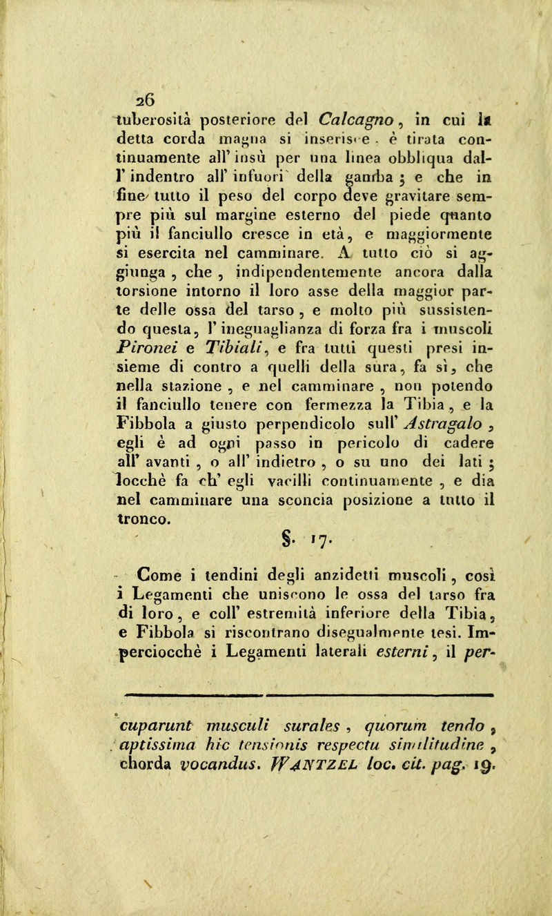tuberosità posteriore del Calcagno, in cui Ix detta corda ina^na si inserisc e - é tirata con- tinuamente air insù per una linea obbliqua dal- l' indentro alF infuori della ganrlìa 3 e che in flne> lutto il peso del corpo deve j^ravitare sem- pre più sul margine esterno del piede quanto più i! fanciullo cresce in età, e maggiormente si esercita nel camminare. K tutto ciò si ag- giunga 5 che 5 indipendentemente ancora dalla torsione intorno il loro asse della maggior par- te delle ossa del tarso , e molto più sussisten- do questa, T ineguaglianza di forza fra i muscoli Pironei e Tibiali., e fra lutti questi presi in- sieme di contro a quelli della sura, fa sì, che nella stazione , e nel camminare , non potendo il fanciullo tenere con fermezza la Tibia , e la Fibbola a giusto perpendicolo sulf Astragalo 5 egli è ad ogipii passo in pericolo di cadere air avanti , o alT indietro , o su uno dei lati ; locchè fa eh' egli vacilli continuamente , e dia nel camminare una sconcia posizione a tutto il tronco. §• 17- Come i lendini degli anzidetti muscoli, cosi i Legamenti che uniscono le ossa del tarso fra di loro, e coir estremità inferiore della Tibia, e Fibbola si riscontrano disegualmente tesi. Im- perciocché i Legamenti laterali esterni^ il per- cuparunt musculi surales , quorum tendo , aptissima hic tcnsìnnis respectu similitudine , chorda vocandus, loc. clt. pag, ig. \