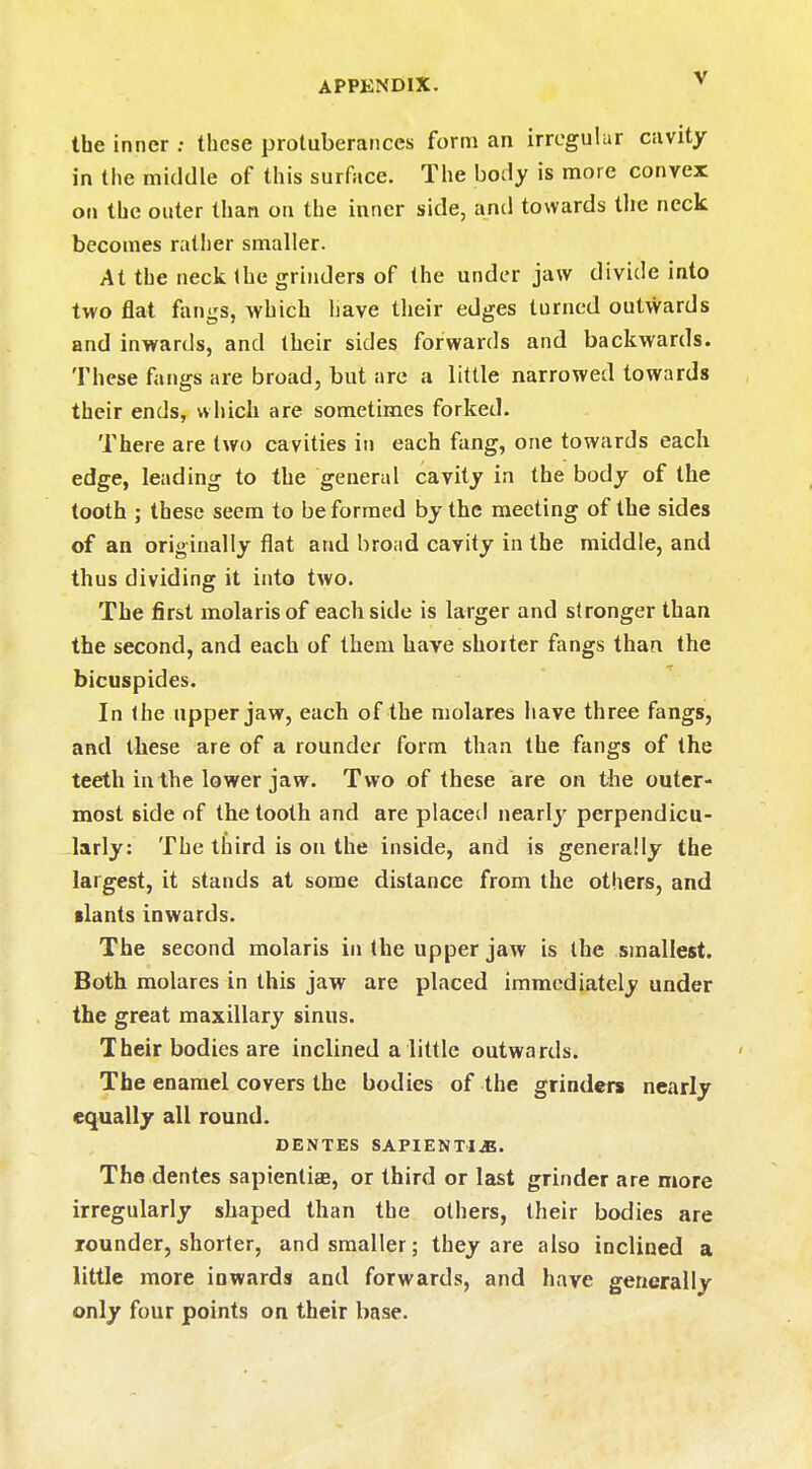 the inner : these protuberances form an irregular cavity in the middle of this surface. The body is more convex on the outer than on the inner side, and towards the neck becomes rather smaller. At the neck the grinders of the under jaw divide into two flat fangs, which have their edges turned outwards and inwards, and their sides forwards and backwards. These fangs are broad, but are a little narrowed towards their ends, which are sometimes forked. There are two cavities in each fang, one towards each edge, leading to the general cavity in the body of the tooth ; these seem to be formed by the meeting of the sides of an originally flat and broad cavity in the middle, and thus dividing it into two. The first molarisof each side is larger and stronger than the second, and each of them have shorter fangs than the bicuspides. In the upper jaw, each of the molares have three fangs, and these are of a rounder form than the fangs of the teeth in the lower jaw. Two of these are on the outer- most side of the tooth and are placed nearly perpendicu- larly: The third is on the inside, and is generally the largest, it stands at some distance from the others, and slants inwards. The second molaris in the upper jaw is the smallest. Both molares in this jaw are placed immediately under the great maxillary sinus. Their bodies are inclined a little outwards. The enamel covers the bodies of the grinders nearly equally all round. DENTES SAPIENTI.fi. The dentes sapienliae, or third or last grinder are more irregularly shaped than the others, their bodies are rounder, shorter, and smaller; they are also inclined a little more inwards and forwards, and have generally only four points on their base.