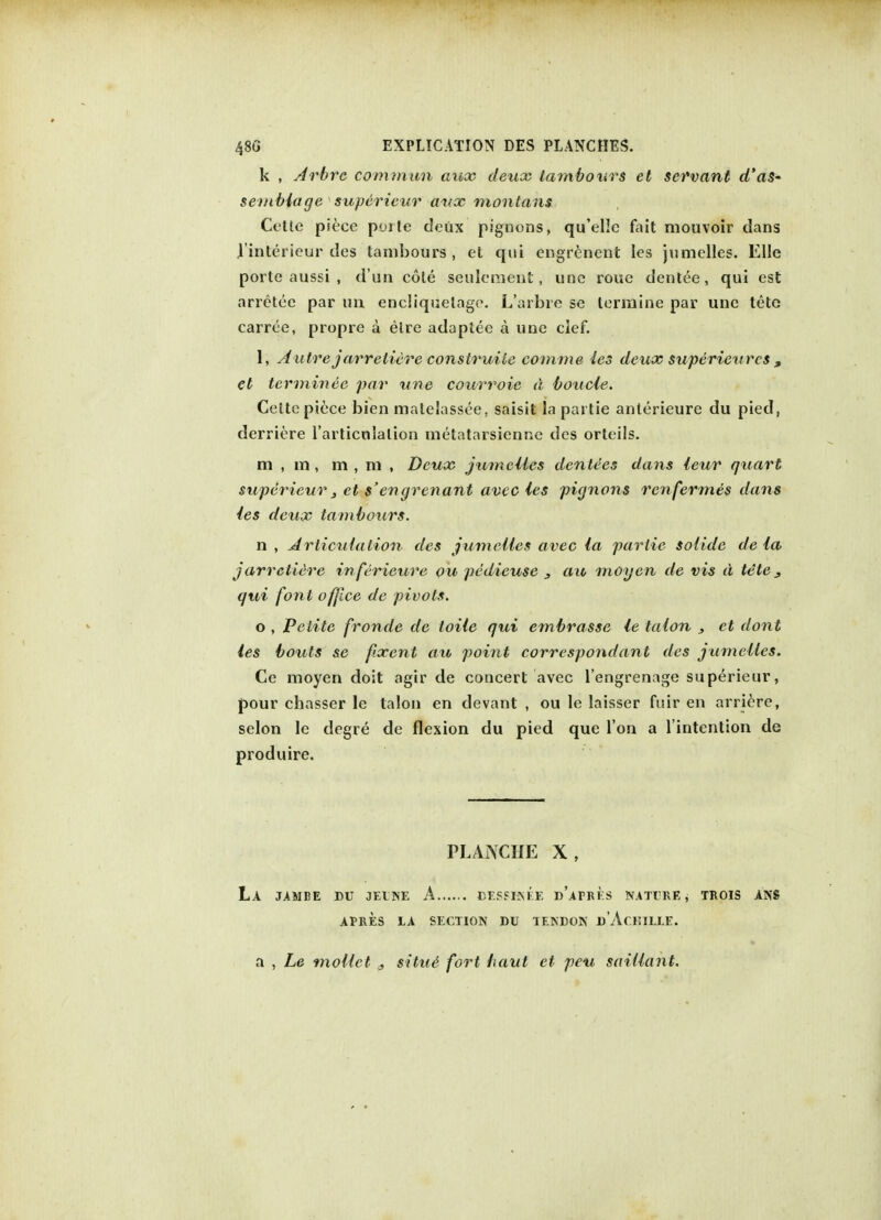 k , Arbrc commun aux deux tambours et servant d'as~ sembiage superieur aux montans Cette piece porte deux pignons, qu'ellc fait mouvoir dans l'interieur des tambours, et qui engrenent Ies jumelles. Elle porte aussi , d un cote seulement, une roue dentee, qui est arretee par un encliquelage. L'arbre se lerniine par une tete carree, propre a elre adaptee a une clef. I; A utre jarreticre construile comma ies deux superieurcs , et terminee par une courroic a boucle. Cettc piece bien matelassee, saisit la partie anterieure du pied, derriere l'articnlalion metatarsienne des orteils. m , m, m , ni , Deux jumelles denlees dans leur quart superieur, et s'engrenant avee ies pignons renfermes dans ies deux tambours. n , Articulation des jumelles avec la partie solide de la j arreticre inferieure ou pddieuse 3 au moyen de vis d tete 3 qui font office de pivots. o , Petite fronde de toite qui embrasse le talon 3 et dont les bouts se f.xcnt au point correspondant des jumelles. Ce moyen doit agir de concert avec l'engrenage superieur, pour chasser le talon en devant , ou le laisser fuir en arriere, selon le degre de flexion du pied que Ton a l'intention de produire. PLANCHE X, La JAMBE DU OELNE A BESSIJNEE d'aPRES NATlREj trois ans APRES LA SECTION DU TENDON D'AfHILLE. a , Le mollct # situe fort haut et pen saillant.