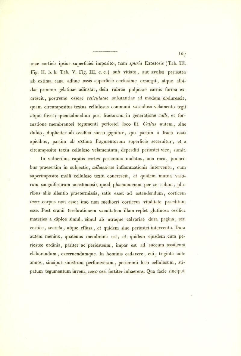 ro7 niae corticis ipsius superficiei imposito*, nam spuria Exostosis (Tab. IIL Fig. II. b. b, Tab. V. Fig. III. c. c.) sub vitiato, aut avulso periosteo ab exlima sana adhuc ossis superficie certissime exsurgit, atque albi- dae primum gclatinae adinstar, dein rubrae pulposae carnis forma ex- crescit ^ postremo osseae reticidatae substantiae ad modum obdurescit, quam circumpositus textus cellulosus communi vasculoso velamento tegit atque fovet^ quemadmodum post fracturam in generatione calli^ et for- matione membranosi tegumenti periostei loco fit. Callus autem, sine dubio, dupliciter ab ossifico succo gignitur, qui partim a fracti ossis apicibus, partim ab extima fragmentorum superficie secernitur, et a circumposito textu celluloso velamentum, deperditi periostei vice, sumit. In vulneribus capitis cortex pericranio nudatus, non raro, juniori- bus praesertim in subjectis, adhaesime inflammationis inlerventu, cum superimposito molli celluloso textu concrescit, et quidem mutua vaso- rum sanguiferorum anastomosi ^ quod phaenomenon per se solum, phi- ribus ahis silentio praetermissis, satis esset ad ostendendum, corticeru ineis corpus non esse^ inio non mediocri corlicem vitahtate praedituni esse. Post cranii terebrationem vacuitatem illam replct glutinosa ossifica materies a diploe simul, simul ab utraque calvariae dura pagina . seu cortice, secreta, atque effusa , et quidera sine periostei interventu. Dura autem meninx, quatenus membrana est, et quidem ejusdem cum pe- riosteo ordinis, pariter ac periosteum, impar est ad succum ossificum elaborandum, excernendumque. In horainis cadavere, cui, triginta ante annos, sinciput sinistrum perforaveram, pericranii foco celhdosum, sti- patum tegumentum invenij novo ossi fortiter inhaerens. Qua facie sincipul