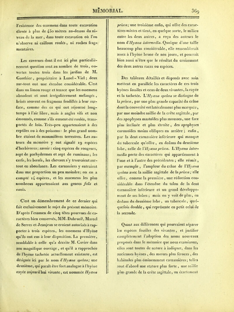 l'exislence des ossemens dans toute excavation élevée à plus de 4-5o mètres au-dessus du ni- yeau de la mer, dans toule excavation où l'on n'observe ni cailloux roulés , ni roches frag- mentaires. Les cavernes dont il est ici plus particuliè- rement question sont au nombre de trois, ou- vertes toutes trois dans les jardins de M. Gauthier , propriétaire à Lunel - Viel ; deux sur-tout ont une étendue considérable. C'est dans un limon rouge et tenace que les ossemens abondent et sont irrégulièrement mélangés , brisés souvent en fragmens fendillés à leur sur- face, comme des os qui ont séjourné long- temps à l'air libre, mais à angles vifs et non cmoussés, comme s'ils eussent été roulés, trans- portés de loin. ïrès-peu appartenaient à des reptiles ou à des poissons : le plus grand nom- bre étaient de mammifères terrestres. Les au- teurs du mémoire y ont signalé ig espèces d'herbivores ; savoir : cinq espèces de rongeurs, «ept de pachydermes et sept de ruminans ; les cerfs, les bœufs, les chevaux s'y trouvaient sur- tout en abondance. Les carnassiers y entraient dans une proportion un peu moindre ; on en a compté i4- espèces, et les ossemens les plus nombreux appartenaient aux genres felis et canis. C'est un démembrement de ce dernier qui fait exclusivement le sujet du présent mémoire. D'après l'examen de cinq tcles pourvues de ca- ractères bien conservés, MM.Dubruei!, Marcel de Serres et Jeanjean se croient autorisés à rap- porter à trois espèces, les ossemens d'Hyène qu'ils ont eus à leur disposition. La première, semblable à celle qu'a décrite M. Guvier dans son magnifique ouvrage , et qu'il a rapprochée de l'hyène tachetée actuellement existante, est désignée ici par le nom fCHyœna spelœa; une deuxième, qui paraît être fort analogue à l'hyène rayée aujourd'hui vivante, est nommée Hyœna prisca; une troisième enfin, qui offre dos carac- tères mixtes et tient, en quelque sorte, le milieu entre les deux autres, a reçu des auteurs le nom à^Hyœna intèrmedia. Quoique d'une taille beaucoup plus considérable, elle ressemblerait assez à l'hyène brune de nos jours, et pourrait bien aussi n'être que le résultat du croisement des deux autres races ou espèces. Des tableaux détaillés et disposés avec soin mettent en parallèle les caractères de ces trois hyènes fossiles et ceux de deux vivantes, la rayée et la tachetée. UHyœna spelœa se distingue de la prisca , par une plus grande capacité du crâne dont la convexité est latéralement plus marquée, par une moindre saillie de la crête sagittale, par des apophyses mastoïdes plus mousses, une face plus inclinée et plus étroite , des apophyses coronoïdes moins obliques en arrière ; enfin , par la dent carnassière inférieure qui manque du tubercule qu'offre , en dedans du deuxième lobe, celle de VHyaina prisca. h'Hyœna inter média porte des caractères qui appartiennent à l'une et à l'autre des précédentes ; elle réunit, par exemple , l'ampleur du crâne de VHyœna spelœa avec la saillie sagittale de la y^mca ; elle offre , comme la première , une réduction con- sidérable dans l'étendue du talon de la dent carnassière inférieure et un grand développe- ment de ses lobes ; mais on y voit de plus, en dedans du deuxième lobe , un tubercule, quel- quefois double , qui représente en petit celui de la seconde. Quant aux différences qui pourraient séparer le« espèces fossiles des vivantes, et justifier complètement l'adoption des noms nouveaux proposés dans le mémoire que nous examinons, elles sont toutes de nature à indiquer, dans les anciennes hyènes , des mœurs plus féroces , des habitudes plus éminemment carnassières ; telles sont d'abord une statui e plus forte , une saillie plus grande de la crête sagittale, un écarlement