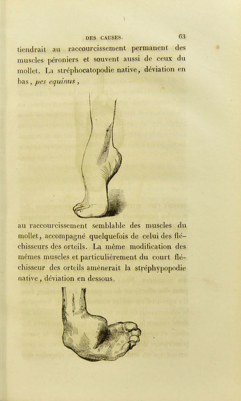 tiendrait au raccourcissement permanent des muscles péroniers et souvent aussi de ceux du mollet. La stréphocatopodie native, déviation en bas, pes equinus , au raccourcissement semblable des muscles du mollet, accompagné quelquefois de celui des flé- chisseurs des orteils. La même modification des mêmes muscles et particulièrement du court flé- chisseur des orteils amènerait la stréphypopodie native, déviation en dessous,