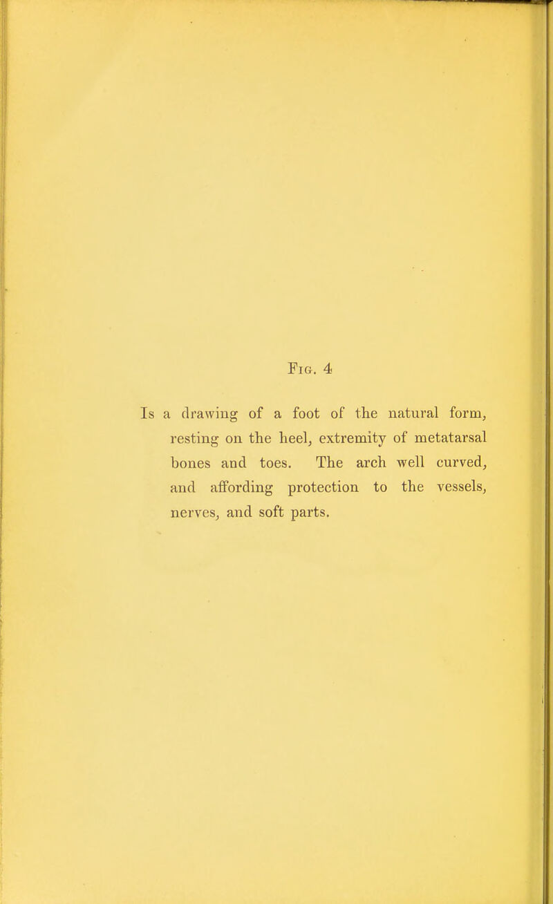 a drawing of a foot of the natural form, resting on the heel, extremity of metatarsal bones and toes. The arch well curved, and affording protection to the vessels, nerves, and soft parts.