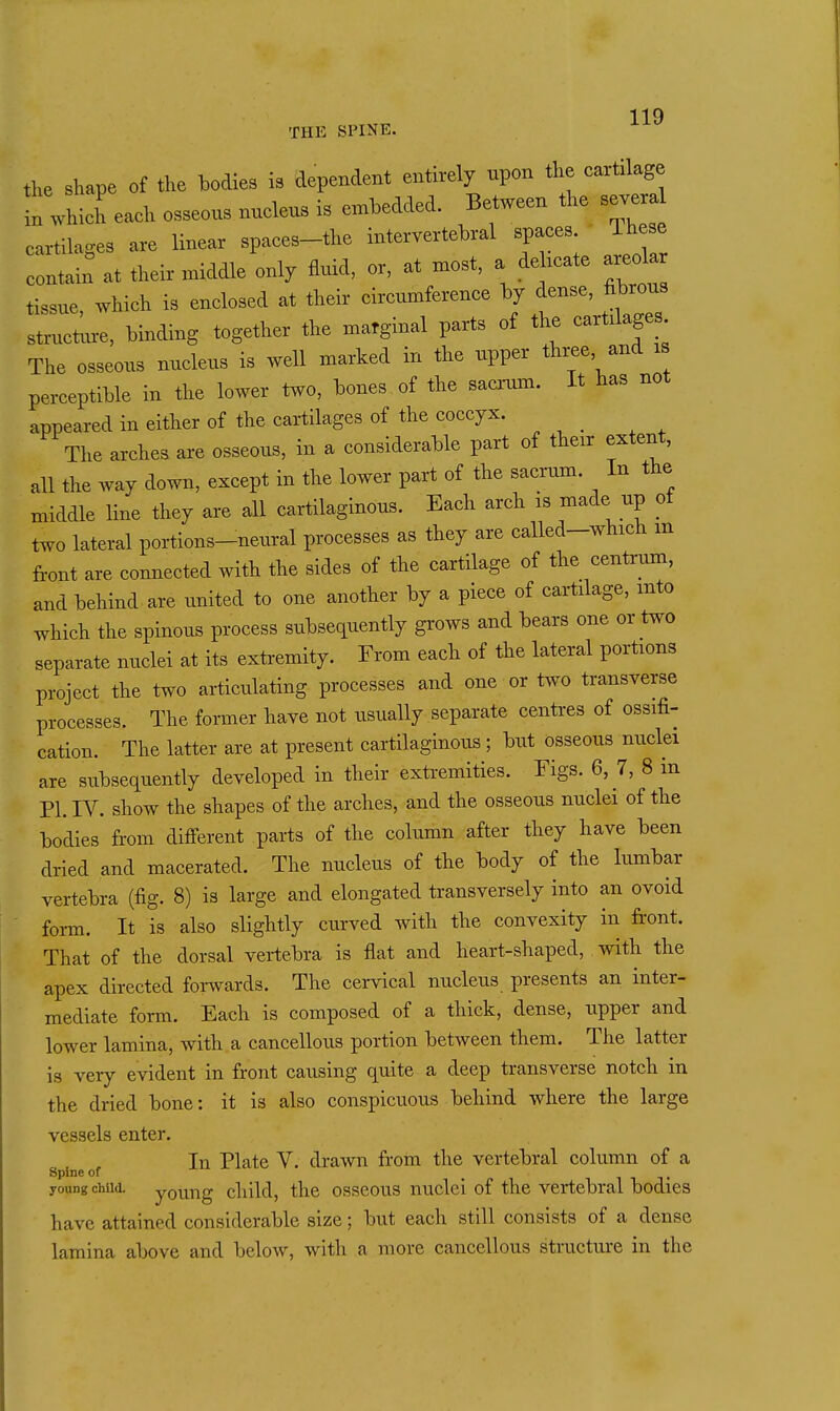THE SPINE. the shape of the bodies is dependent entirely npon the cartilage In which each osseous nucleus is embedded. Between the severa cartilages are linear spaces-the intervertebral spaces These contain at their middle only fluid, or, at most, a dehcate areola tissue, which is enclosed at their circumference by dense, fibrous structvn-e, binding together the marginal parts of the cartilage . The osseous nucleus is well marked in the upper three and is perceptible in the lower two, bones of the sacrum. It has not appeared in either of the cartilages of the coccyx. The arches are osseous, in a considerable part of their extent, all the way down, except in the lower part of the sacrum. In the middle line they are all cartilaginous. Each arch is made up ot two lateral portions-neural processes as they are called-which m front are connected with the sides of the cartilage of the centrum, and behind are united to one another by a piece of cartilage, into which the spinous process subsequently grows and bears one or two separate nuclei at its extremity. From each of the lateral portions project the two articulating processes and one or two transverse processes. The former have not usually separate centres of ossifi- cation. The latter are at present cartilaginous; but osseous nuclei are subsequently developed in their extremities. Figs. 6, 7, 8 in PI. IV. show the shapes of the arches, and the osseous nuclei of the bodies from different parts of the column after they have been dried and macerated. The nucleus of the body of the lumbar vertebra (fig. 8) is large and elongated transversely into an ovoid form. It is also slightly curved with the convexity in front. That of the dorsal vertebra is fiat and heart-shaped, with the apex directed forwards. The cervical nucleus presents an inter- mediate form. Each is composed of a thick, dense, upper and lower lamina, with a cancellous portion between them. The latter is very evident in front causing quite a deep transverse notch in the dried bone: it is also conspicuous behind where the large vessels enter. In Plate V. drawn fi-om the vertebral column of a Spine of ^ ^ ^, young child, young cliild, the osseous nuclei of the vertebral bodies have attained considerable size; but each still consists of a dense lamina above and below, with a more cancellous structure in the