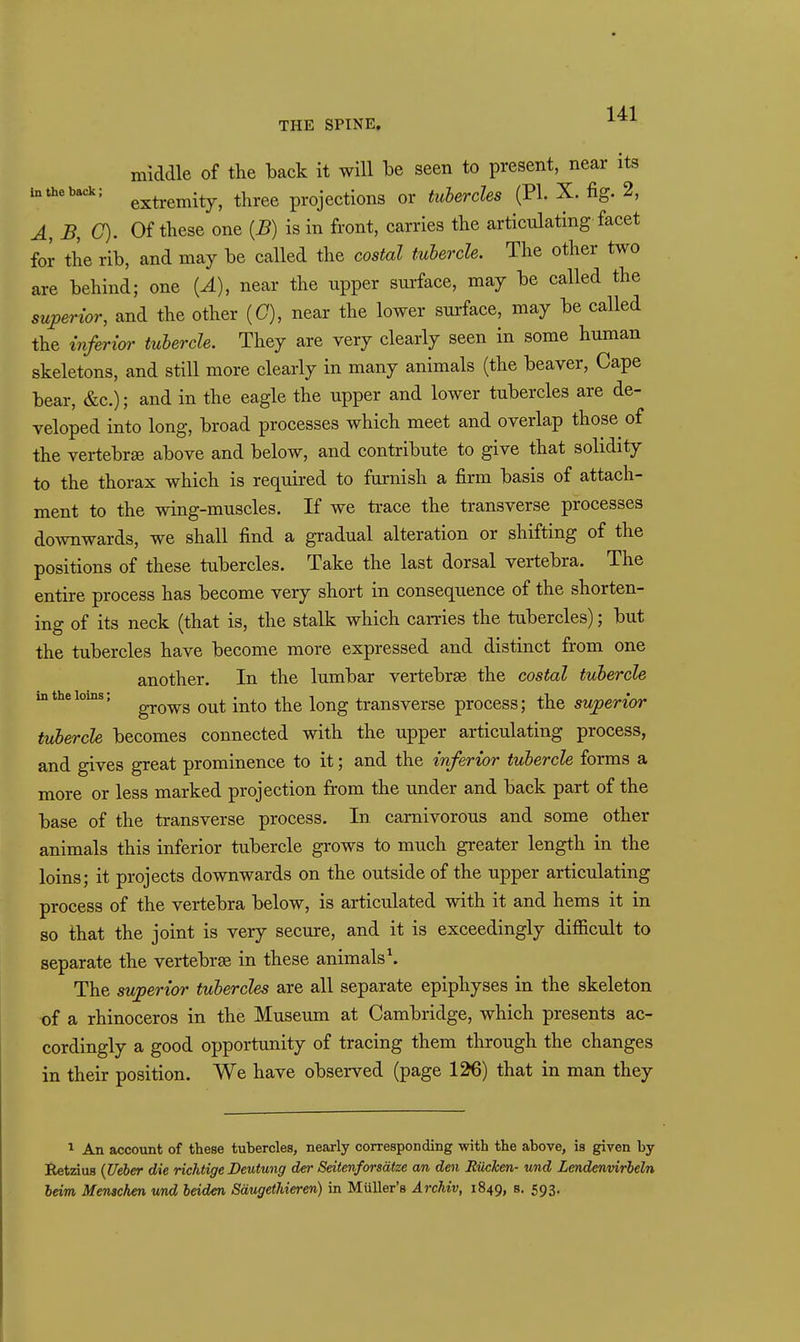THE SPINE. middle of the back it will be seen to present, near its in the back; g^^^^j^.^^ ^^^^^ projections or tubercles (PI. X. fig. 2, A, B, C). Of these one [B) is in front, carries the articulating facet for the rib, and may be called the costal tubercle. The other two are behind; one {A), near the upper surface, may be called the superior, and the other (C), near the lower sui-face, may be called the inferior tubercle. They are very clearly seen in some human skeletons, and still more clearly in many animals (the beaver, Cape bear, &c.); and in the eagle the upper and lower tubercles are de- veloped into long, broad processes which meet and overlap those of the vertebrge above and below, and contribute to give that solidity to the thorax which is required to furnish a firm basis of attach- ment to the wing-muscles. If we ti-ace the transverse processes do^vnwards, we shall find a gradual alteration or shifting of the positions of these tubercles. Take the last dorsal vertebra. The entire process has become very short in consequence of the shorten- ing of its neck (that is, the stalk which carries the tubercles); but the tubercles have become more expressed and distinct from one another. In the lumbar vertebrge the costal tubercle in the loins; ^^^^ -^^^q long trausvcrsc process; the superior tubercle becomes connected with the upper articulating process, and gives great prominence to it; and the inferior tubercle forms a more or less marked projection jfrom the under and back part of the base of the transverse process. In carnivorous and some other animals this inferior tubercle grows to much greater length in the loins; it projects downwards on the outside of the upper articulating process of the vertebra below, is articulated with it and hems it in so that the joint is very secure, and it is exceedingly difficult to separate the vertebras in these animals ^ The superior tubercles are all separate epiphyses in the skeleton of a rhinoceros in the Museum at Cambridge, which presents ac- cordingly a good opportunity of tracing them through the changes in their position. We have observed (page 126) that in man they ^ An account of these tubercles, nearly corresponding with the above, is given by Retzius {Ueler die richtige Deutung der Seitenforsdtze an den Riicken- und Lendenvirheln beim Menschen und heiden Sdugethieren) in Miiller's Archiv, 1849, s. 593.