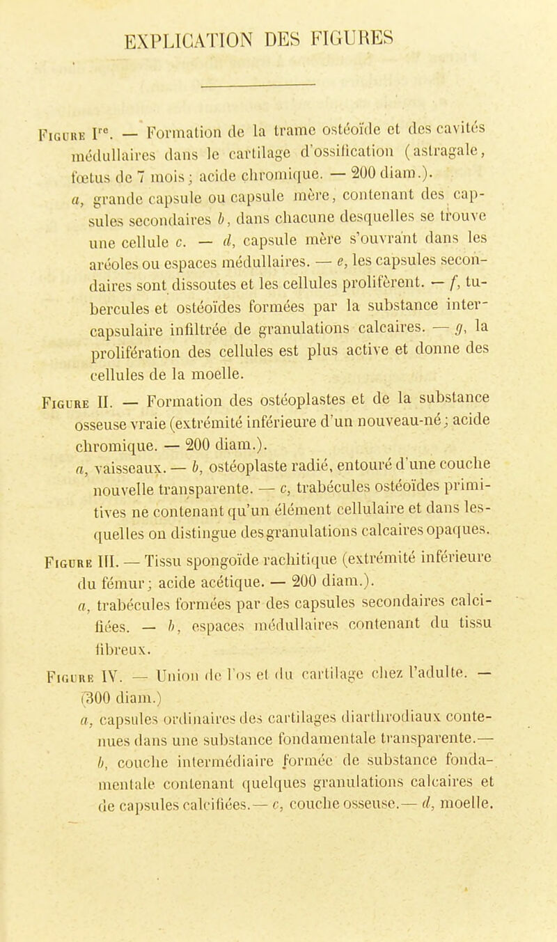 EXPLICATION DES FIGURES FiGLiRK ^^ — Formalion de la trame ostéoïde et des cavités médullaires dans le cartilage d'ossilication (astragale, fœtus de 7 mois; acide chromique. — 200 diam.)- a, grande capsule ou capsule mère, contenant des cap- sules secondaires h, dans chacune desquelles se trouve une cellule c. — d, capsule mère s'ouvrànt dans les aréoles ou espaces médullaires. — e, les capsules secon- daires sont dissoutes et les cellules prolifèrent. — f, tu- bercules et ostéoïdes formées par la substance inter- capsulaire infdtrée de granulations calcaires. — g, la prolifération des cellules est plus active et donne des cellules de la moelle. Figure II. — Formation des ostéoplastes et de la substance osseuse vraie (extrémité inférieure d'un nouveau-né; acide chromique. — 200 diam.). n, vaisseaux. — b, ostéoplaste radié, entouré d'une couche nouvelle transparente. — c, trabécules ostéoïdes primi- tives ne contenant qu'un élément cellulaire et dans les- quelles on distingue des granulations calcaires opaques. Figure III. — Tissu spongoïde rachitique (extrémité inférieure du fémur; acide acétique. — 200 diam.). a, trabécules formées par des capsules secondaires calci- fiées. — h, espaces médullaires contenant du tissu iibreux. Figure IV. — Union de lV)s el du cartihige chez l'adulte. — mO diam.) a, capsules ordinaires des cartilages diarthrodiaux conte- nues dans une substance fondamentale transparente.— I), couclie intermédiaire Formée de substance fonda- mentale contenant quelques granulations calcaires et de capsules calcifiées.— c, couche osseuse.— d, moelle.