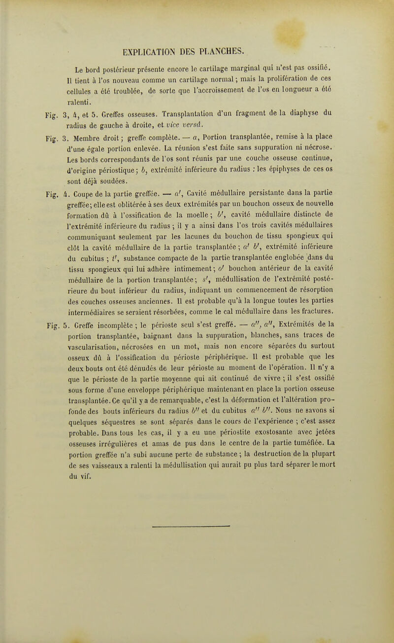 Le bord postérieur présente encore le cartilage marginal qui n'est pas ossifié. Il tient à l'os nouveau comme un cartilage normal ; mais la prolifération de ces cellules a été troublée, de sorte que l'accroissement de l'os en longueur a été ralenti. 3, 4, et 5. Greffes osseuses. Transplantation d'un fragment de la diaphyse du radius de gauche à droite, et vice versd, 3. Membre droit; greffe complète. — a, Portion transplantée, remise à la place d'une égale portion enlevée. La réunion s'est faite sans suppuration ni nécrose. Les bords correspondants de l'os sont réunis par une couche osseuse continue, d'origine périostique; b, extrémité inférieure du radius ; les épiphyses de ces os sont déjà soudées. à. Coupe de la partie greffée. — u'. Cavité médullaire persistante dans la partie greffée; elle est oblitérée à ses deux extrémités par un bouchon osseux de nouvelle formation dû à l'ossification de la moelle ; b', cavité médullaire distincte de l'extrémité inférieure du radius ; il y a ainsi dans l'os trois cavités médullaires communiquant seulement par les lacunes du bouchon de tissu spongieux qui clôt la cavité médullaire de la partie transplantée ; a' b', extrémité inférieure du cubitus ; substance compacte de la partie transplantée englobée 'dans du tissu spongieux qui lui adhère intimement ; o' bouchon antérieur de la cavité médullaire de la portion transplantée; s', méduUisation de l'extrémité posté- rieure du bout inférieur du radius, indiquant un commencement de résorption des couches osseuses anciennes. Il est probable qu'à la longue toutes les parties intermédiaires se seraient résorbées, comme le cal médullaire dans les fractures. 5. Greffe incomplète ; le périoste seul s'est greffé. — a, a. Extrémités de la portion transplantée, baignant dans la suppuration, blanches, sans traces de vascularisation, nécrosées en un mot, mais non encore séparées du surtout osseux dû à l'ossification du périoste périphérique. Il est probable que les deux bouts ont été dénudés de leur périoste au moment de l'opération. Il n'y a que le périoste de la partie moyenne qui ait continué de vivre ; il s'est ossifié sous forme d'une enveloppe périphérique maintenant en place la portion osseuse transplantée. Ce qu'il y a de remarquable, c'est la déformation et l'altération pro- fonde des bouts inférieurs du radius b et du cubitus a b. Nous ne savons si quelques séquestres se sont séparés dans le cours de l'expérience ; c'est assez probable. Dans tous les cas, il y a eu une périostite exostosante avec jetées osseuses irrégulières et amas de pus dans le centre de la partie tuméfiée. La portion greffée n'a subi aucune perte de substance ; la destruction de la plupart de ses vaisseaux a ralenti la méduUisation qui aurait pu plus tard séparer le mort du vif.
