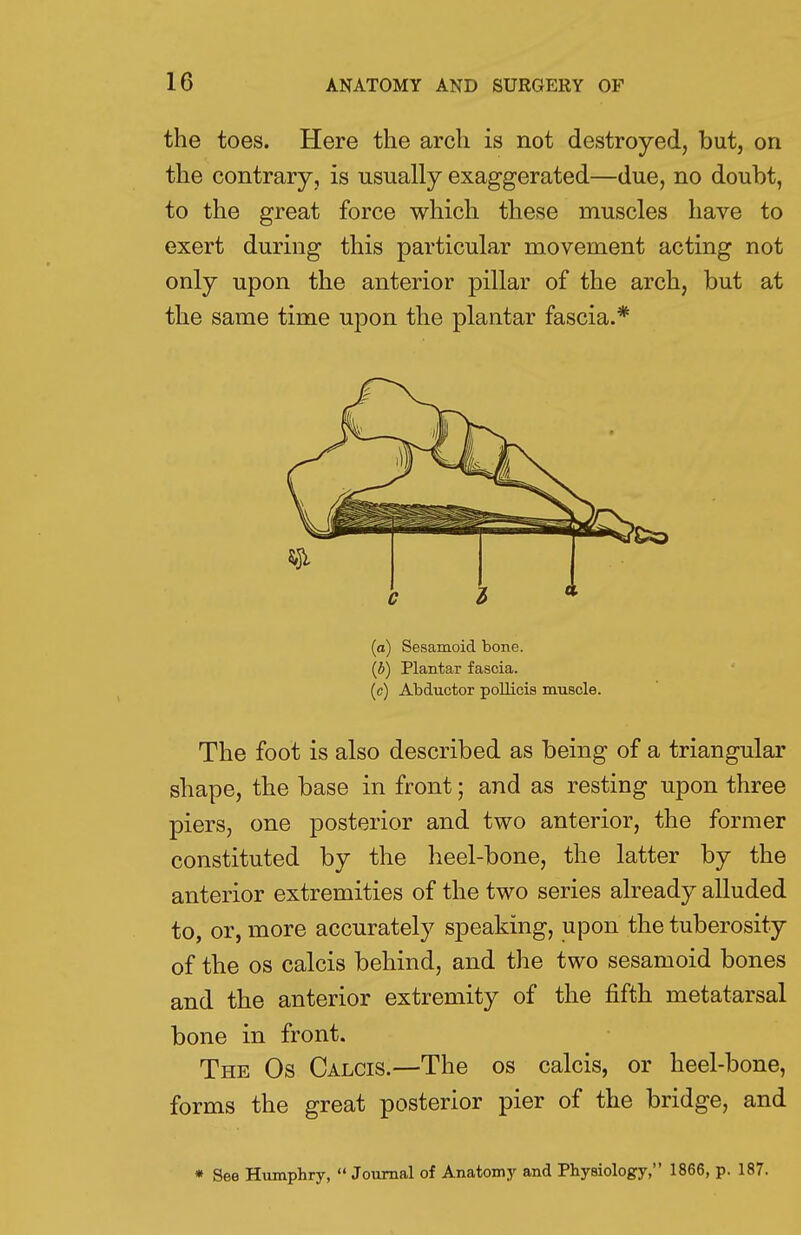 the toes. Here the arch is not destroyed, but, on the contrary, is usually exaggerated—due, no doubt, to the great force which these muscles have to exert during this particular movement acting not only upon the anterior pillar of the arch, but at the same time upon the plantar fascia.* (a) Sesamoid bone. (b) Plantar fascia. (c) Abductor pollicis muscle. The foot is also described as being of a triangular shape, the base in front; and as resting upon three piers, one posterior and two anterior, the former constituted by the heel-bone, the latter by the anterior extremities of the two series already alluded to, or, more accurately speaking, upon the tuberosity of the os calcis behind, and the two sesamoid bones and the anterior extremity of the fifth metatarsal bone in front. The Os Calcis.—The os calcis, or heel-bone, forms the great posterior pier of the bridge, and * See Humphry,  Journal of Anatomy and Physiology, 1866, p. 187.