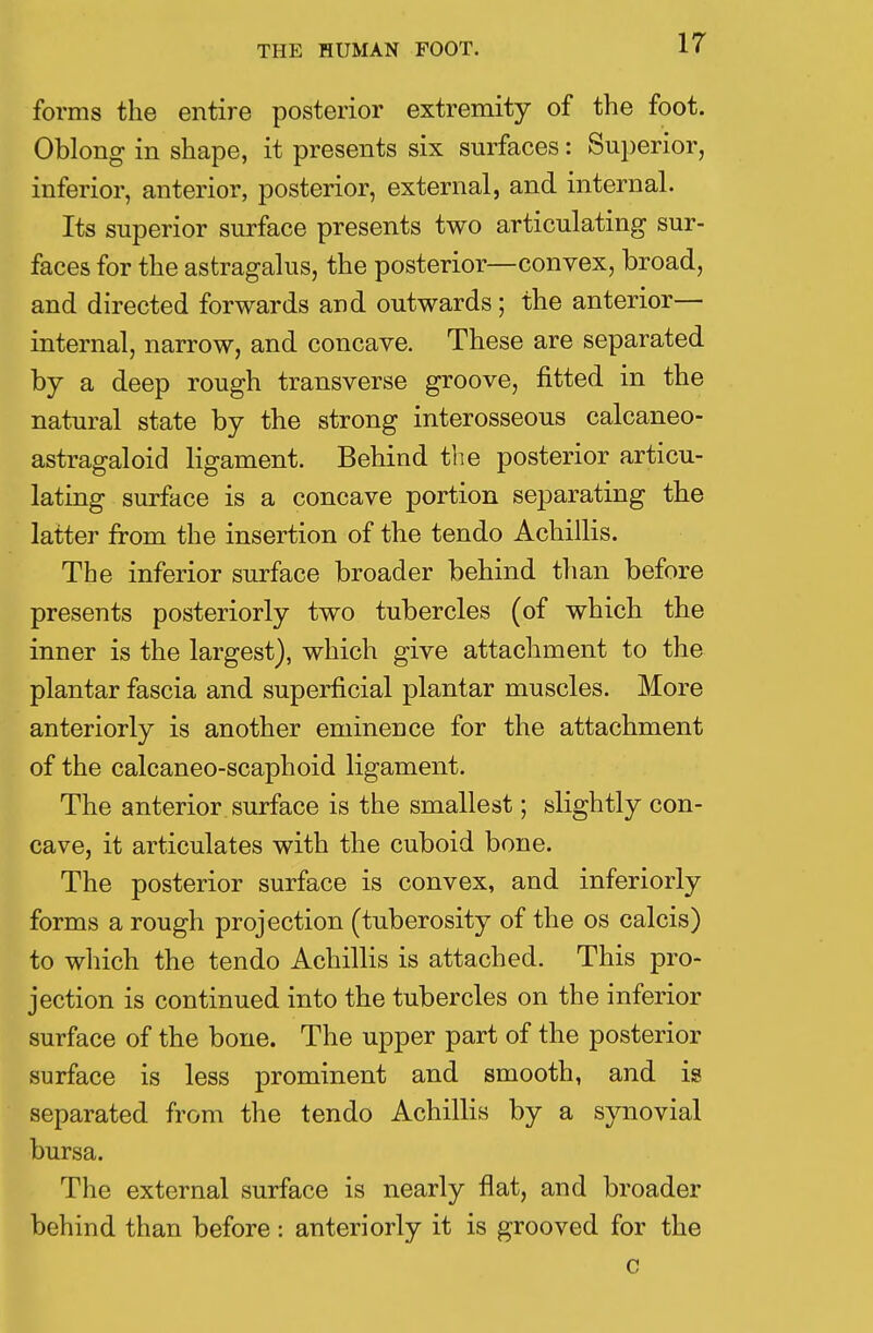 forms the entire posterior extremity of the foot. Oblong in shape, it presents six surfaces: Superior, inferior, anterior, posterior, external, and internal. Its superior surface presents two articulating sur- faces for the astragalus, the posterior—convex, broad, and directed forwards and outwards; the anterior— internal, narrow, and concave. These are separated by a deep rough transverse groove, fitted in the natural state by the strong interosseous calcaneo- astragaloid ligament. Behind the posterior articu- lating surface is a concave portion separating the latter from the insertion of the tendo Achillis. The inferior surface broader behind than before presents posteriorly two tubercles (of which the inner is the largest), which give attachment to the plantar fascia and superficial plantar muscles. More anteriorly is another eminence for the attachment of the calcaneo-scaphoid ligament. The anterior surface is the smallest; slightly con- cave, it articulates with the cuboid bone. The posterior surface is convex, and inferiorly forms a rough projection (tuberosity of the os calcis) to which the tendo Achillis is attached. This pro- jection is continued into the tubercles on the inferior surface of the bone. The upper part of the posterior surface is less prominent and smooth, and is separated from the tendo Achillis by a synovial bursa. The external surface is nearly flat, and broader behind than before: anteriorly it is grooved for the c