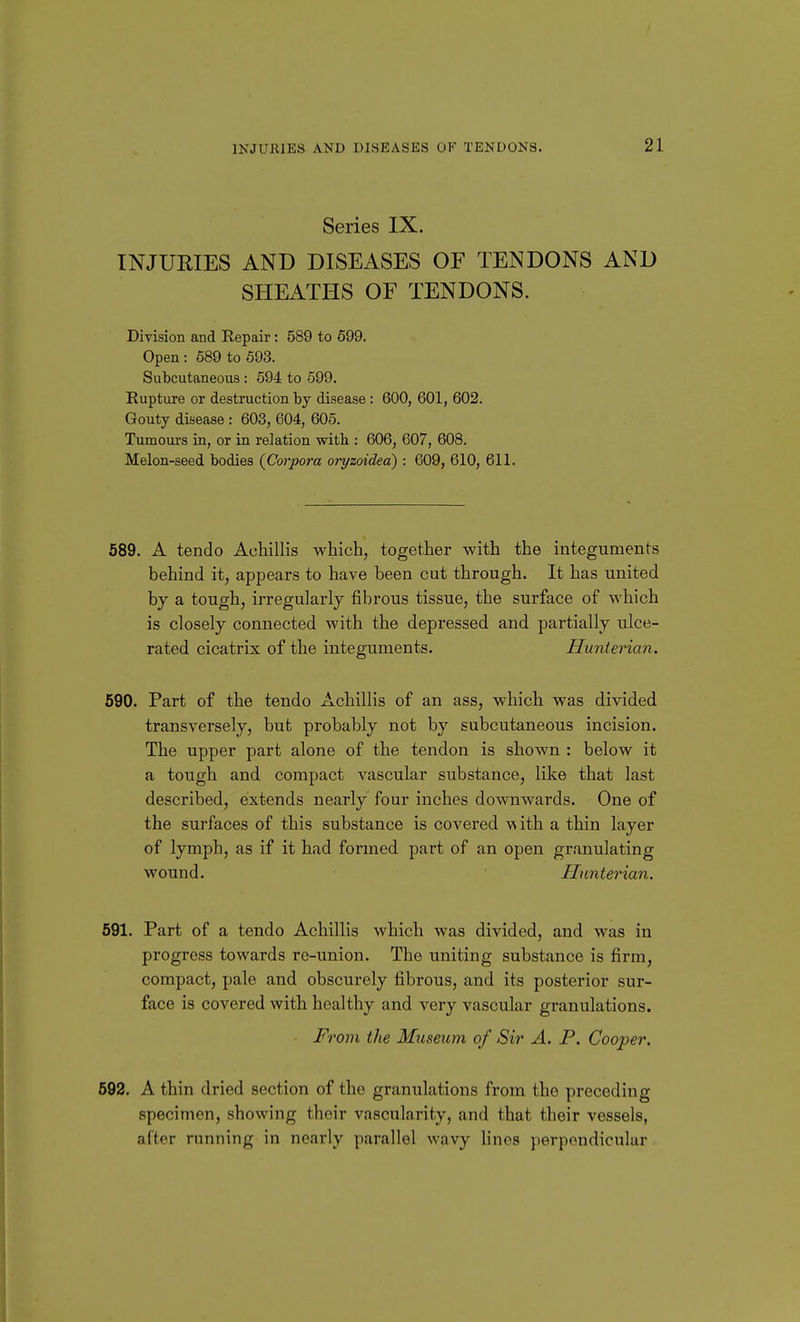 Series IX. INJURIES AND DISEASES OF TENDONS AND SHEATHS OF TENDONS. Division and Repair: 589 to 599. Open : 589 to 593. Subcutaneous: 594 to 599. Rupture or destruction by disease : 600, 601, 602. Gouty disease : 603, 604, 605. Tumoui's in, or in relation with : 606, 607, 608. Melon-seed bodies {Corpora oryzoidea) : 609, 610, 611. 589. A tendo Achillis which, together with the integuments behind it, appears to have been cut through. It has united bj a tough, irregularly fibrous tissue, the surface of which is closely connected with the depressed and partially ulce- rated cicatrix of the integuments. Huntey^ian. 590. Part of the tendo Achillis of an ass, which was divided transversely, but probably not by subcutaneous incision. The upper part alone of the tendon is shown : below it a tough and compact vascular substance, like that last described, extends nearly four inches downwards. One of the surfaces of this substance is covered with a thin layer of lymph, as if it had formed part of an open granulating wound. Himterian, 591. Part of a tendo Achillis which was divided, and was in progress towards re-union. The uniting substance is firm, compact, pale and obscurely fibrous, and its posterior sur- face is covered with healthy and very vascular granulations. From the Museum of Sir A. P. Cooper. 692. A thin dried section of the granulations from the preceding specimen, showing their vascularity, and that their vessels, after running in nearly parallel wavy lines perpendicular