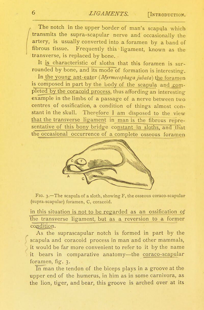 The notch in the upper border of man's scapula which transmits the supra-scapular nerve and occasionally the artery, is usually converted into a foramen by a band of fibrous tissue. Frequently this ligament, known as the transverse, is replaced by bone. It is characteristic of sloths that this foramen is sur- rounded by bone, and its mode of formation is interesting-. In the young; ant-eater (Myrmecophaga jubata) the foramen is composed in part by the body of the scapula and com- pleted by the coracoid process, thus affording- an interesting example in the limbs of a passage of a nerve between two centres of ossification, a condition of things almost con- stant in the skull. Therefore I am disposed to the view that the transverse ligament in man is the fibrous repre- sentative of this bony bridge constant m jjloths, and that the occasional occurrence of a complete osseous foramen Fig. 3.—The scapula of a sloth, showing F, the osseous coraco-scapular (supra-scapular) foramen, C, coracoid. in this situation is not to be regarded as an ossification of the transverse ligament, but as a reversion to a former condition. As the suprascapular notch is formed in part by the scapula and coracoid process in man and other mammals, it would be far more convenient to refer to it by the name it bears in comparative anatomy—the co r ac o - scapular foramen, fig. 3. In man the tendon of the biceps plays in a groove at the upper end of the humerus, in him as in some carnivora, as the lion, tiger, and bear, this groove is arched over at its