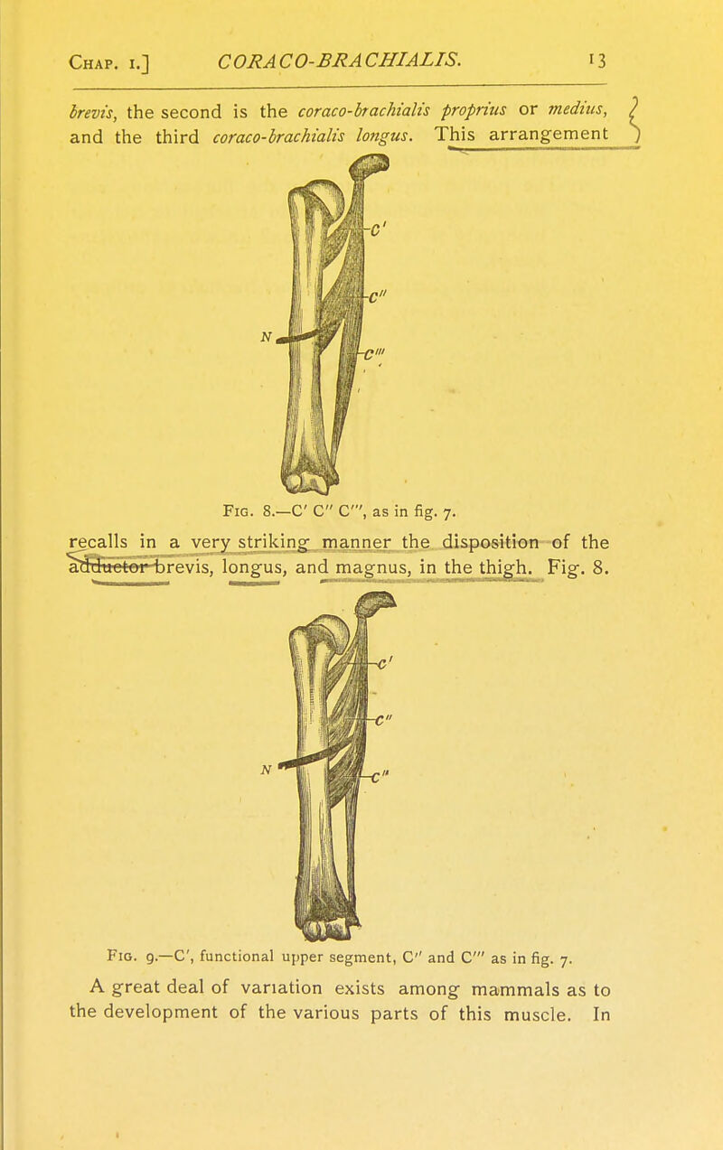 brevis, the second is the coraco-brachialis proprius or medias, and the third coraco-brachialis longus. This arrangement Fig. 8.—C C C, as in fig. 7. recalls in a very striking manner the disposition of the adductor brevis, longus, and magnus, in the thigh. Fig. 8. Fig. 9.—C, functional upper segment, C and C as in fig. 7. A great deal of variation exists among mammals as to the development of the various parts of this muscle. In