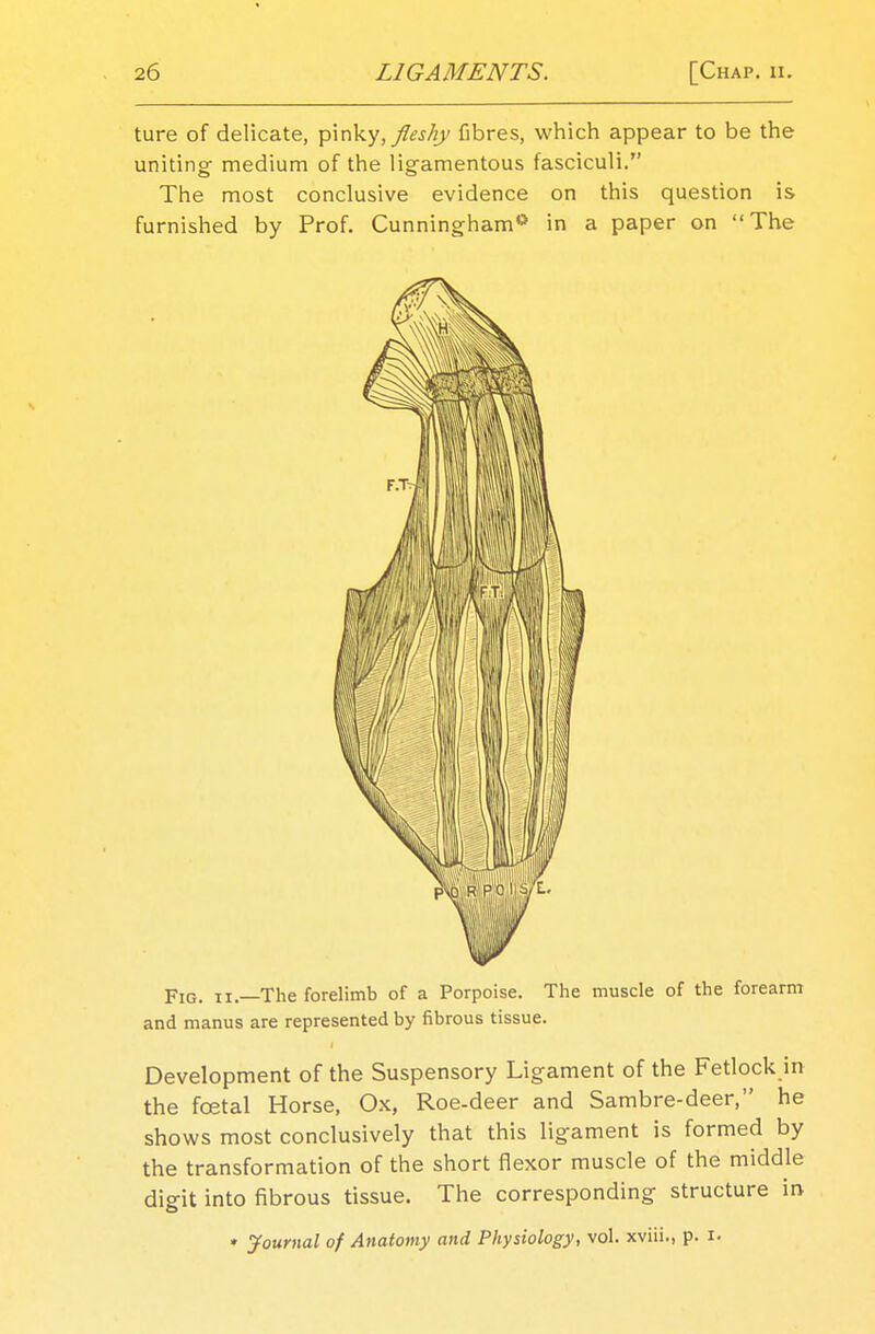 ture of delicate, pinky, fleshy fibres, which appear to be the uniting medium of the ligamentous fasciculi. The most conclusive evidence on this question is furnished by Prof. Cunningham0 in a paper on The Fig. ii.—The forelimb of a Porpoise. The muscle of the forearm and manus are represented by fibrous tissue. Development of the Suspensory Ligament of the Fetlock in the foetal Horse, Ox, Roe-deer and Sambre-deer, he shows most conclusively that this ligament is formed by the transformation of the short flexor muscle of the middle digit into fibrous tissue. The corresponding structure in- » Journal of Anatomy and Physiology, vol. xviii., p. i.